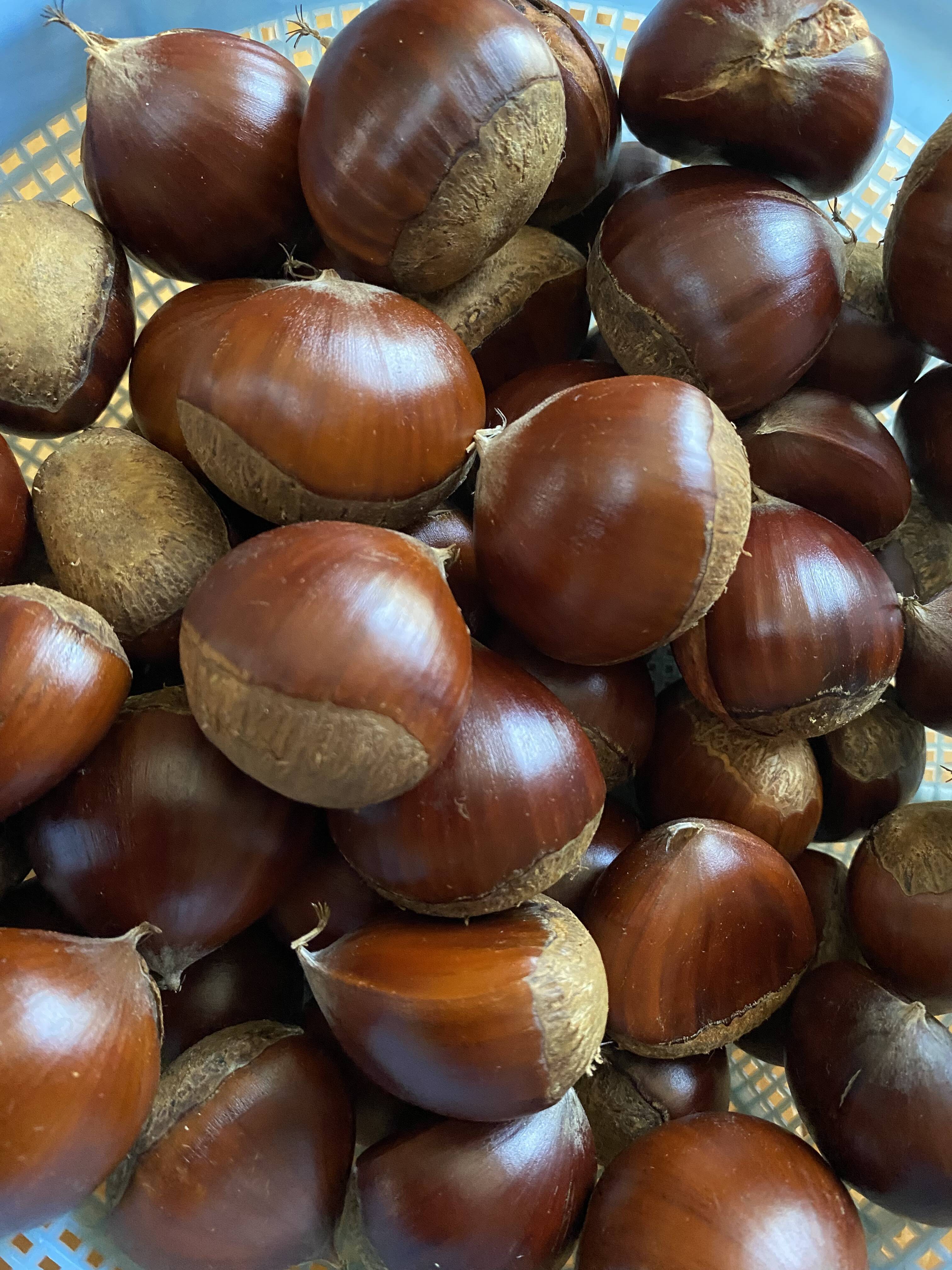 熊本県産 朝採れ栗 旨味しっかり！朝採れ、利平栗『熊本県産和栗』2.0kg：熊本県産