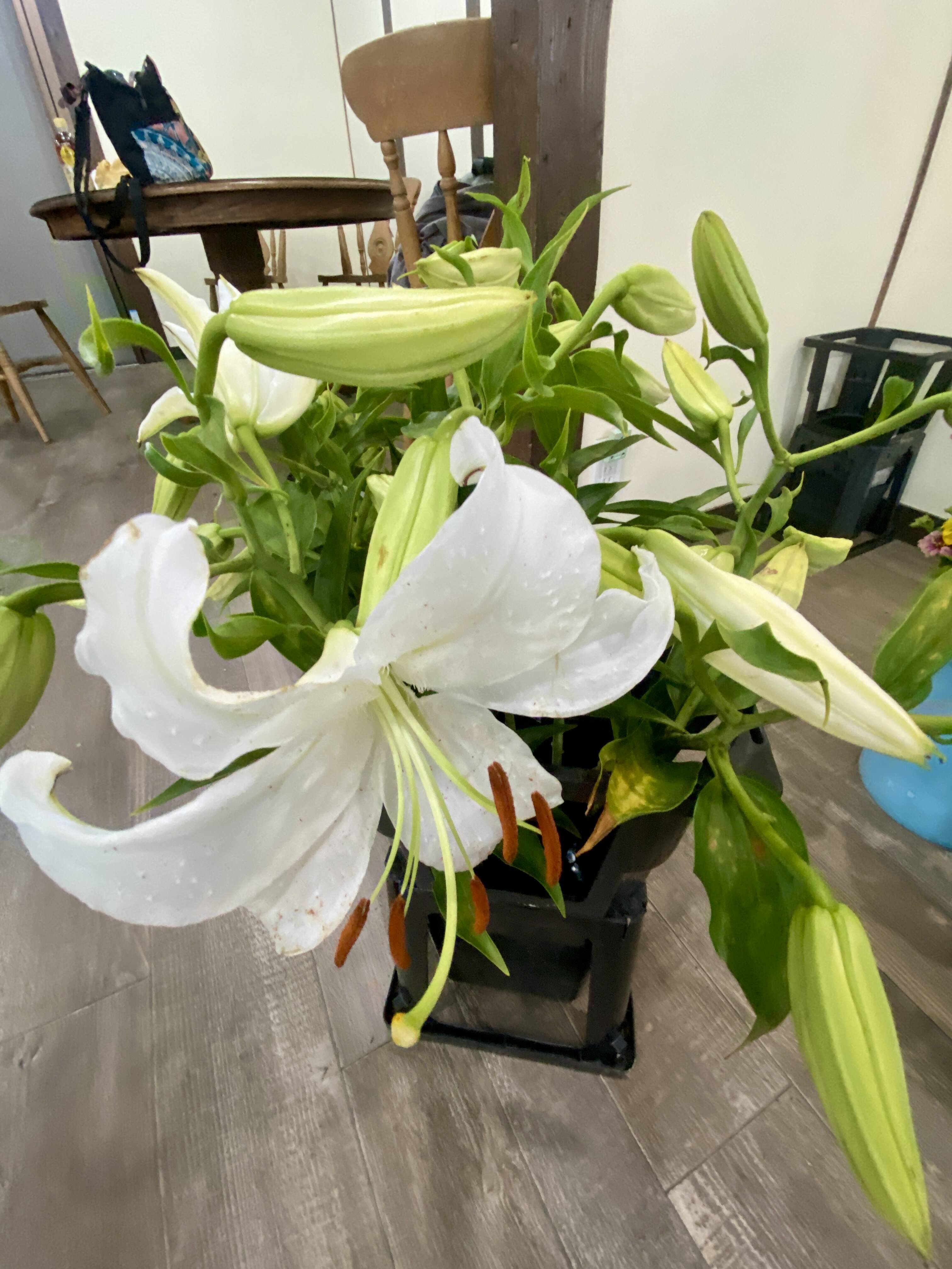 大輪3本／カサブランカ】気品あふれる白いユリのカサブランカは、大輪