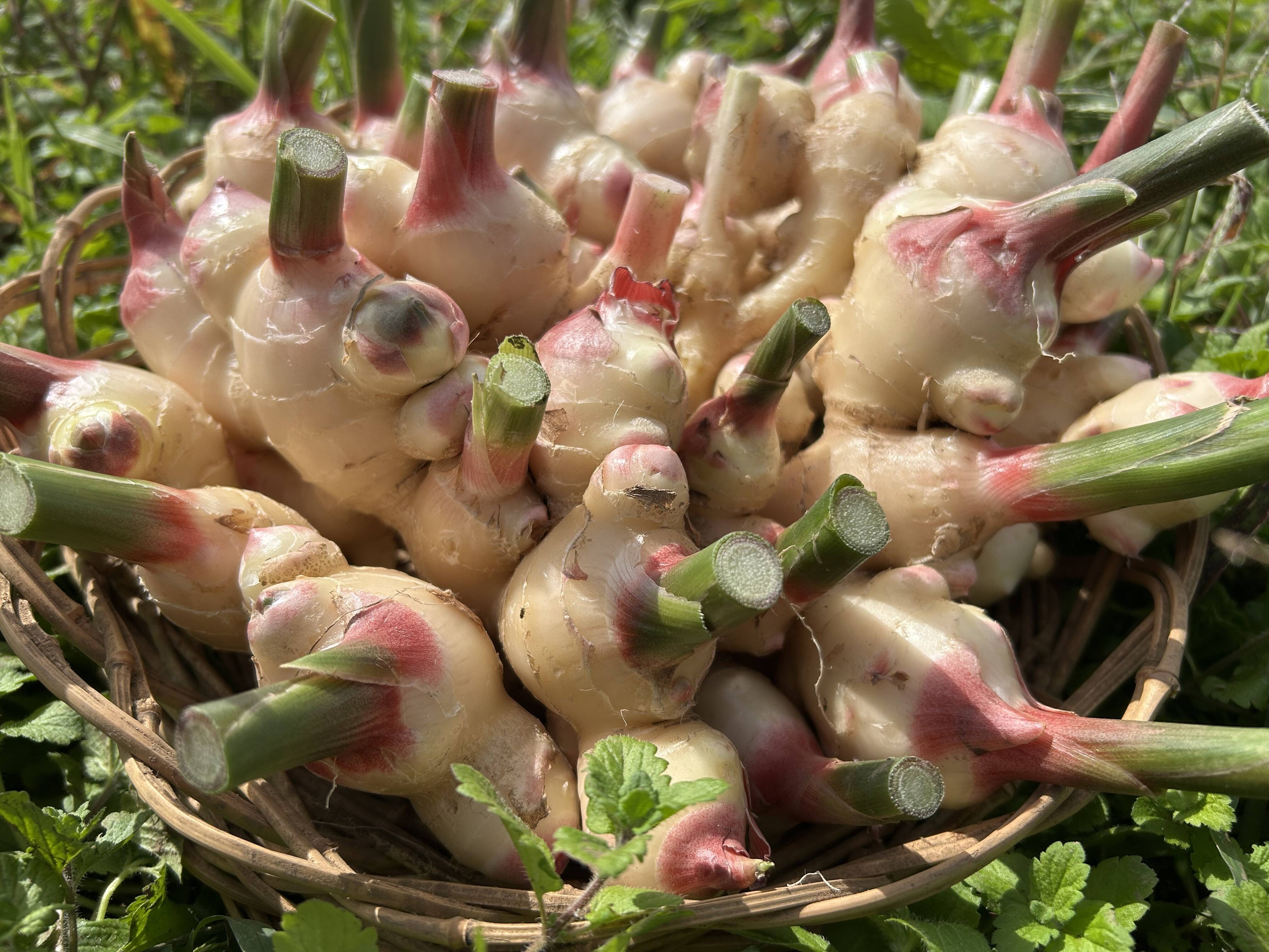 新生姜2kg農薬化学肥料不使用：茨城県産のその他薬味・スパイス｜食べ
