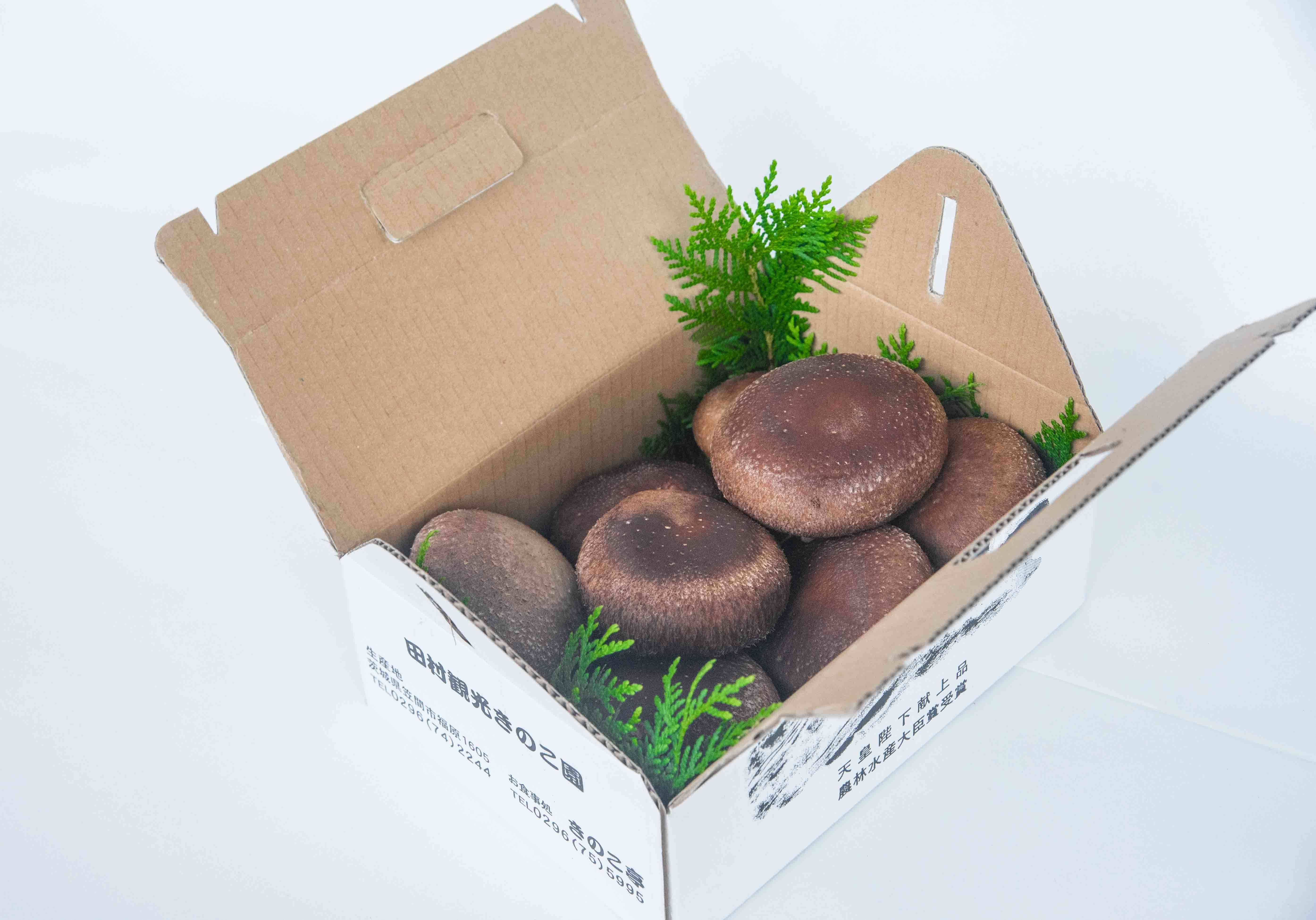 福王しいたけ（中～大サイズ椎茸/550g）：茨城県産のシイタケ｜食べ