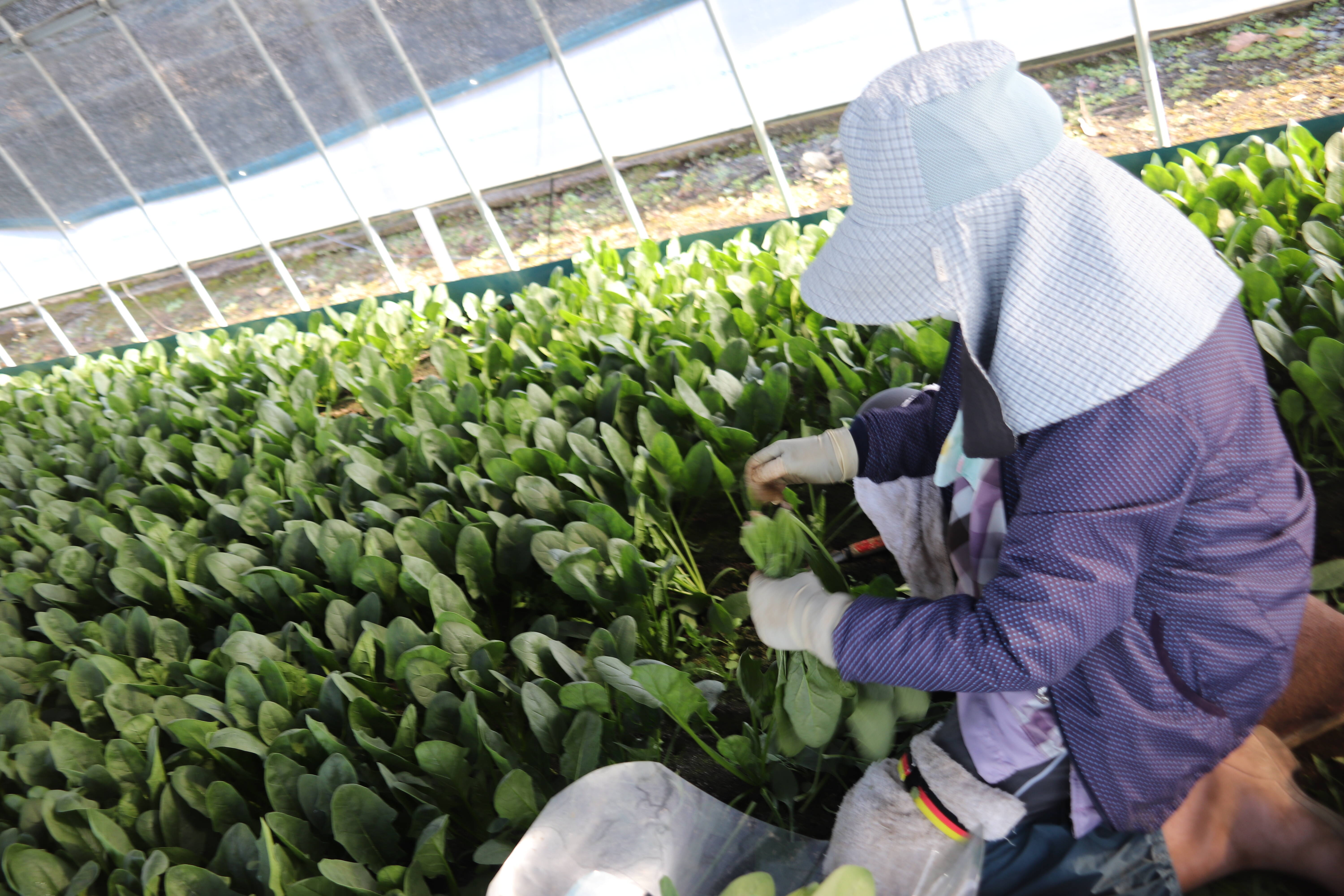 chiba farmへのレビュー・商品：栃木県｜食べチョク｜産地直送