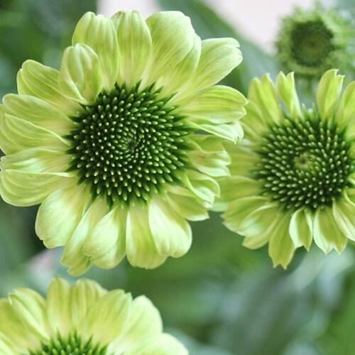 c699f8ab25dd12bb59e2cfc609083b