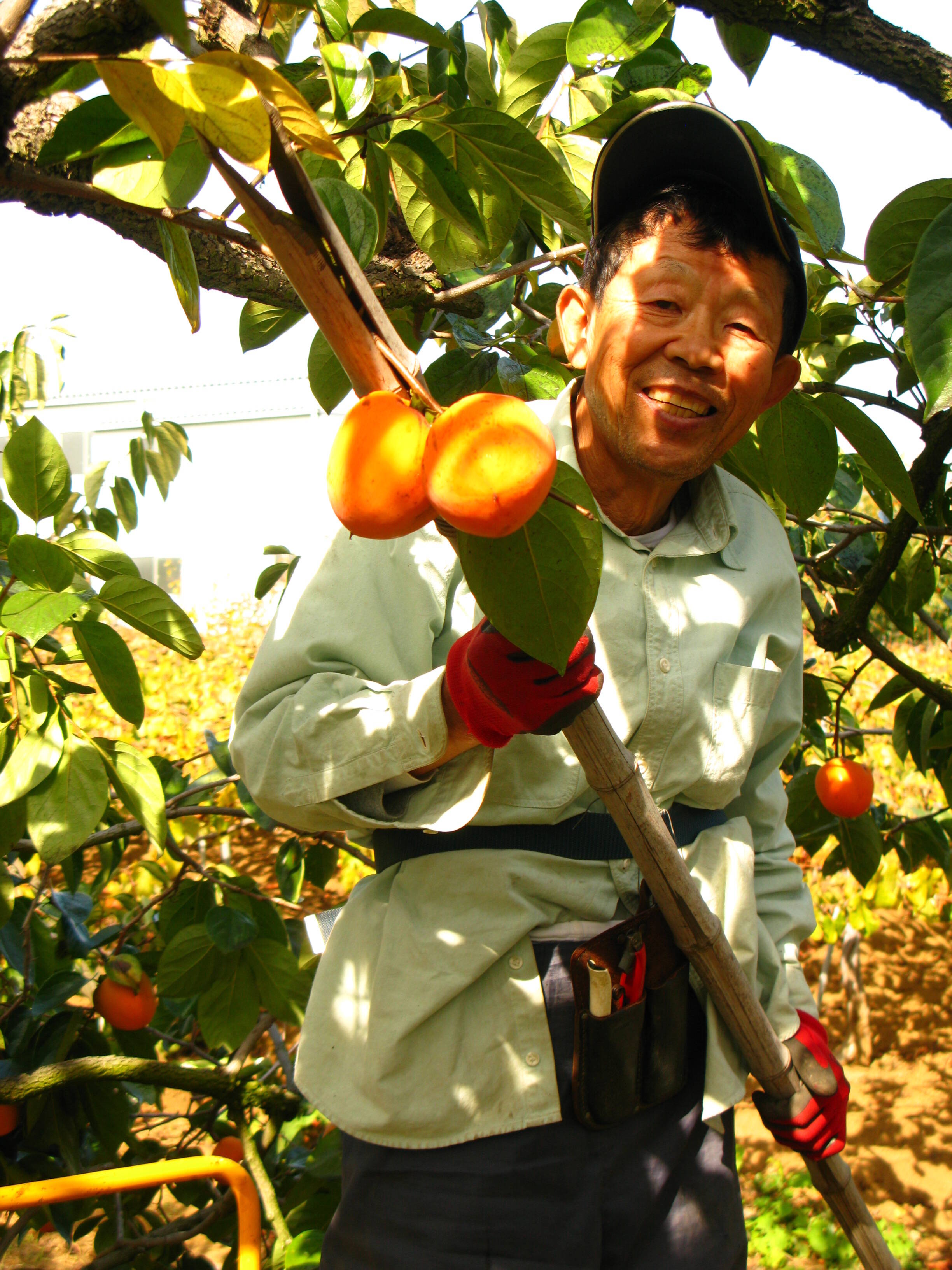 ゆらゆらさん専用 甲州百目柿 20キロ ゆらゆらさん専用 甲州百目柿 20キロ