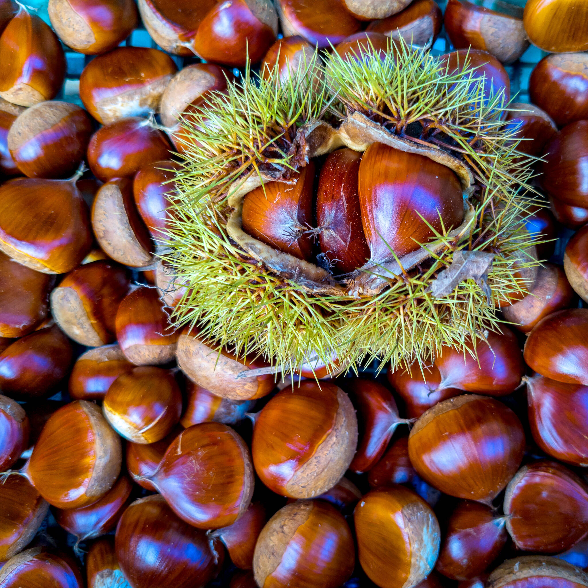 まるまるホクホクあまーい利平栗 1㎏（40～50個） クール便でお届け