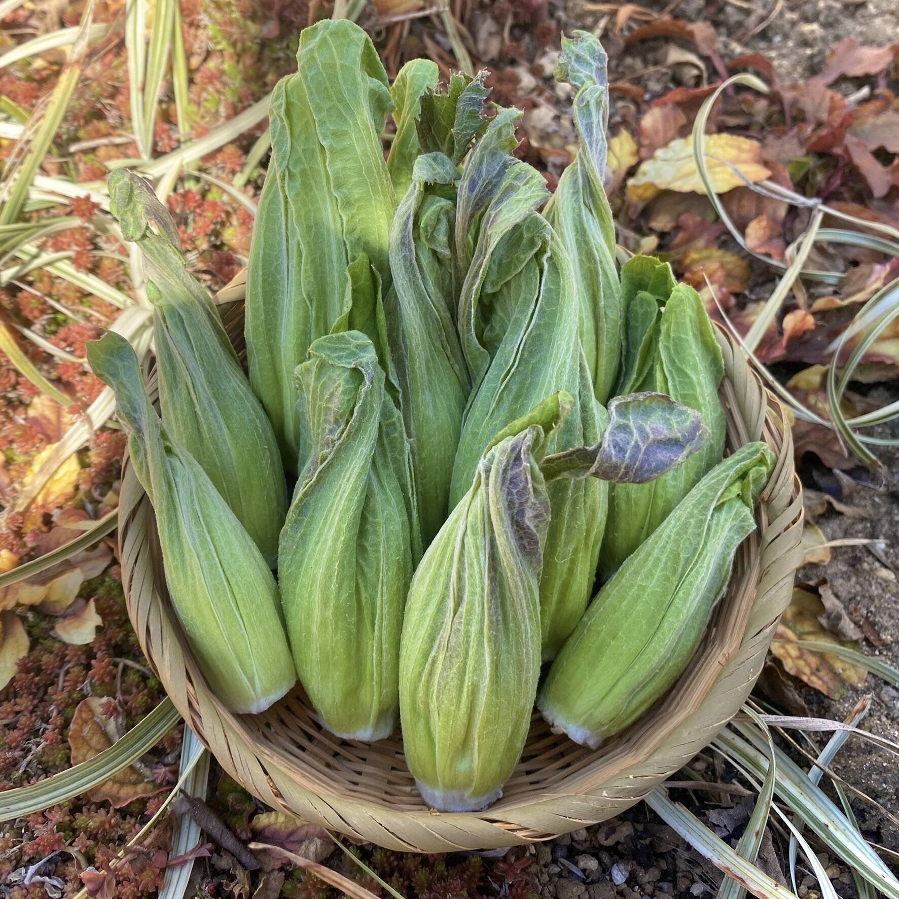 天然 雪下 ふきのとう 300g以上 午前採 ネコポス発送 - 野菜