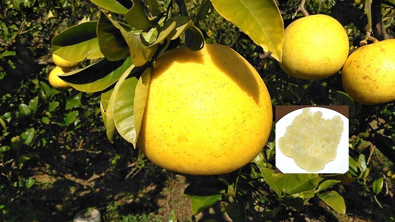 便利な皮むき器付き🔰】家庭用 土佐文旦 3kg入(5個前後) 化学