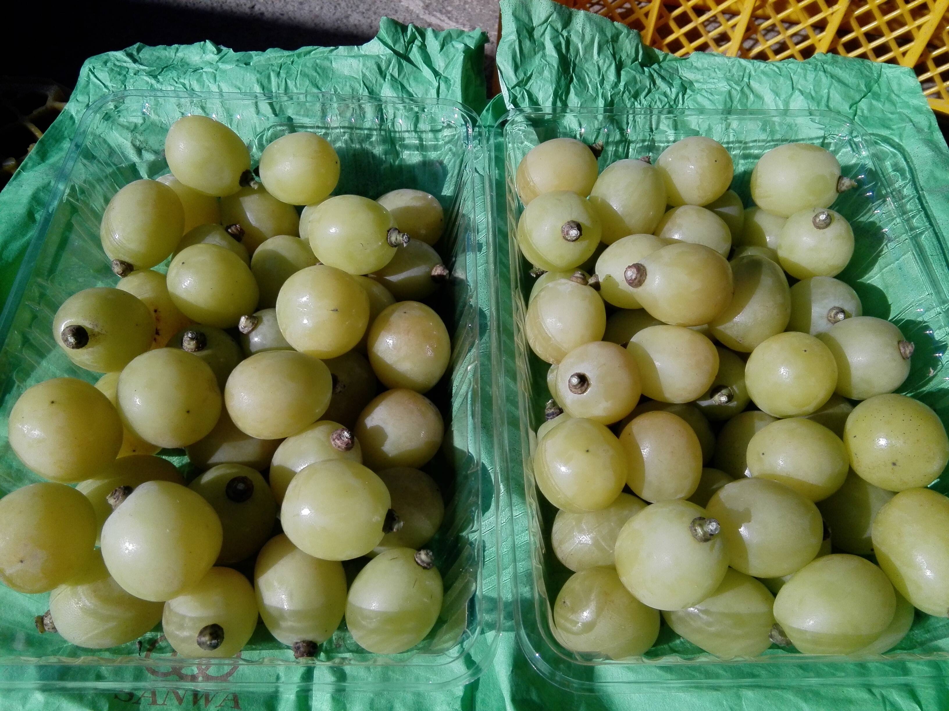 倉庫 岡山県産 天然無農薬 あけび 秋の果物 果物 植物 食材 食べ物 約1