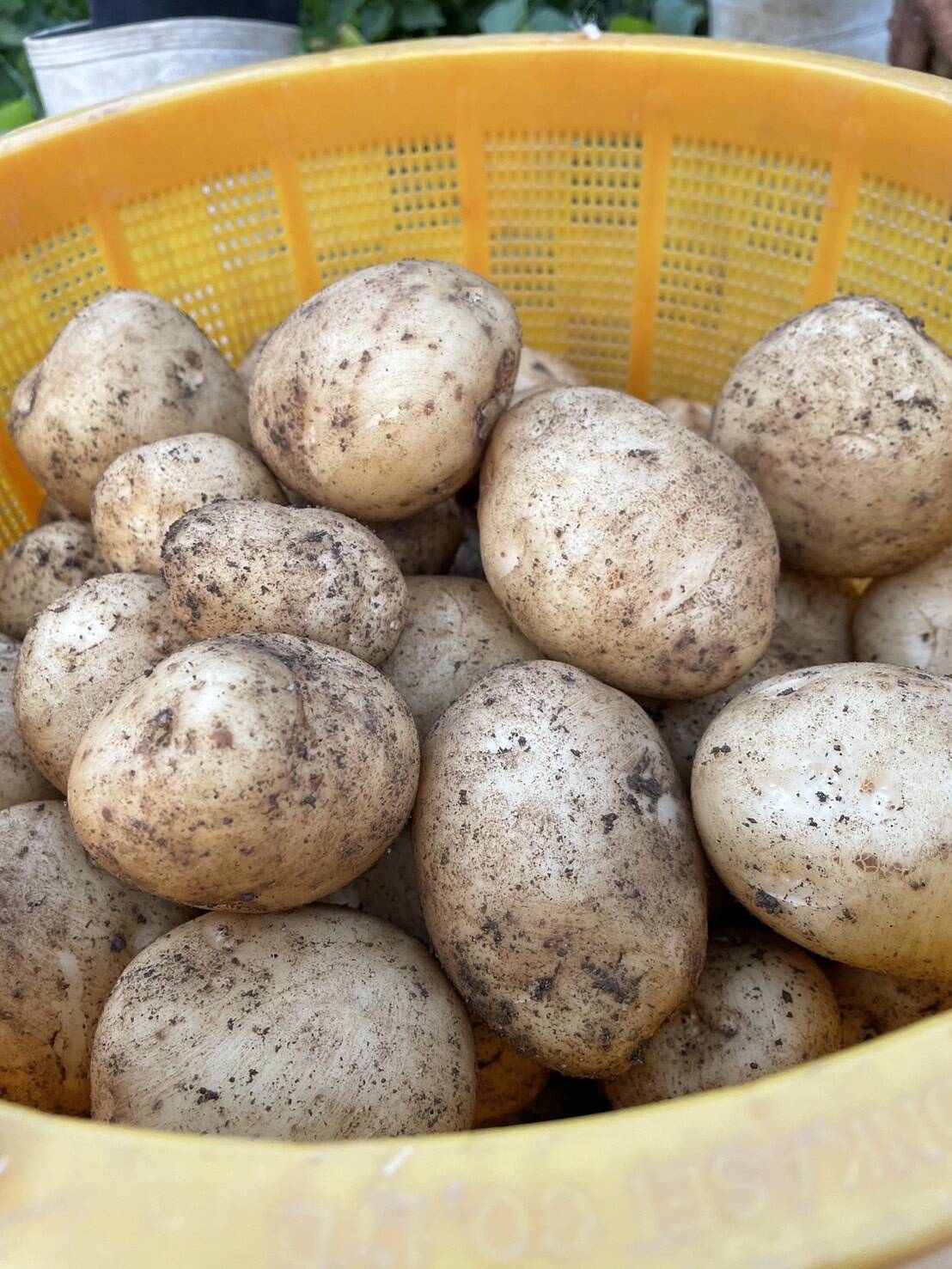 自然栽培】ニシユタカ（じゃがいも）20㎏（肥料・農薬不使用