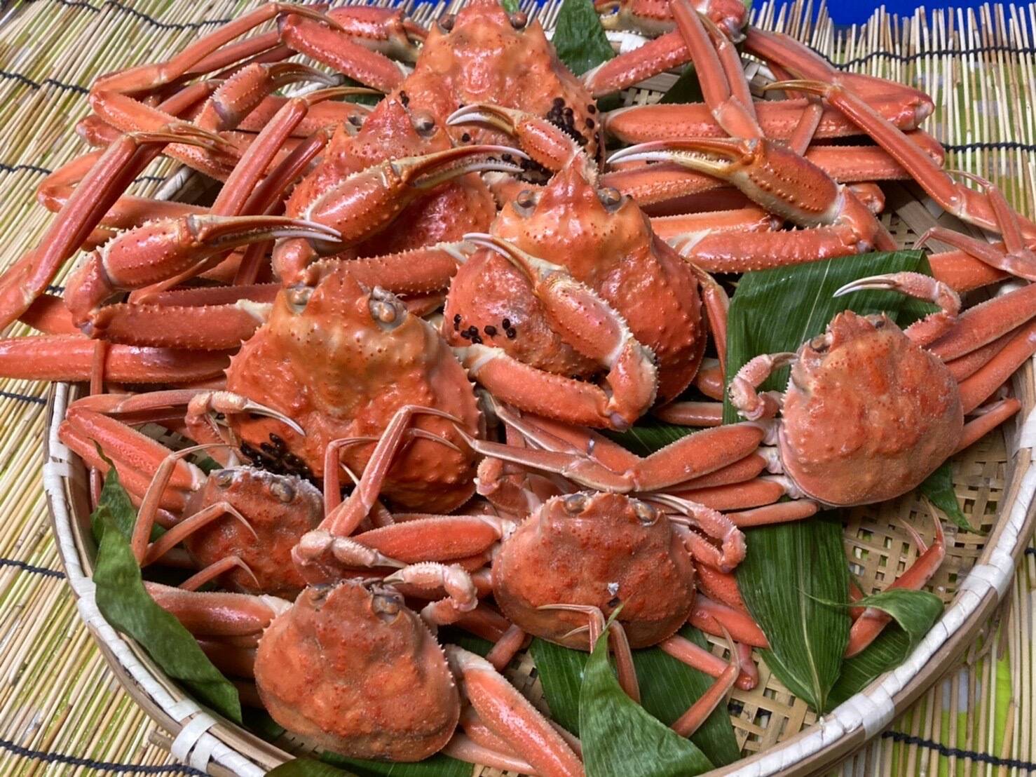 10月解禁！！【訳あり】新潟県産本ズワイガニ(オス)大満足4kg 村上市