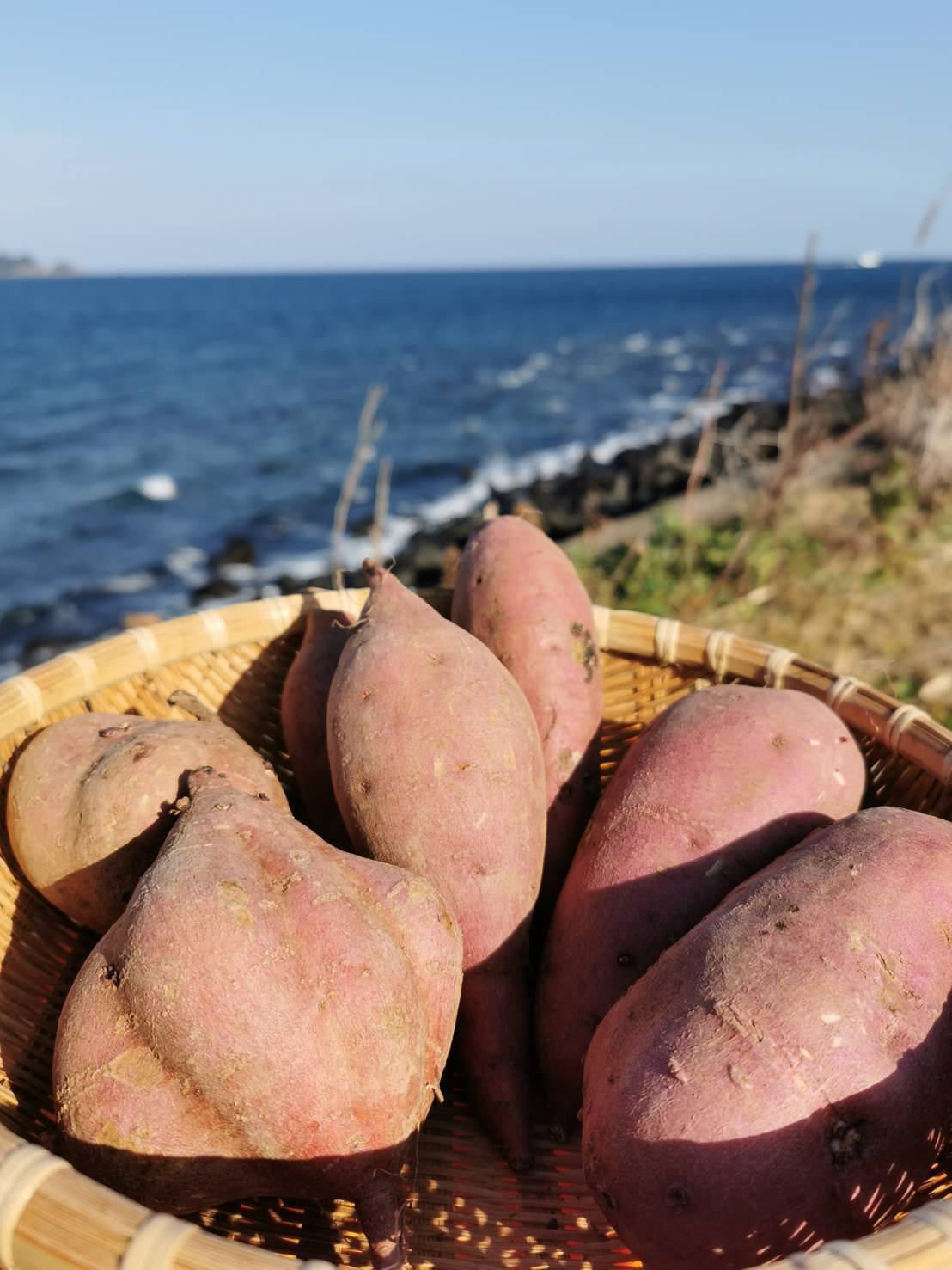 島さつまいも三彩セット ほくほく・ねっとり食べ比べ 紅はるか/安納芋