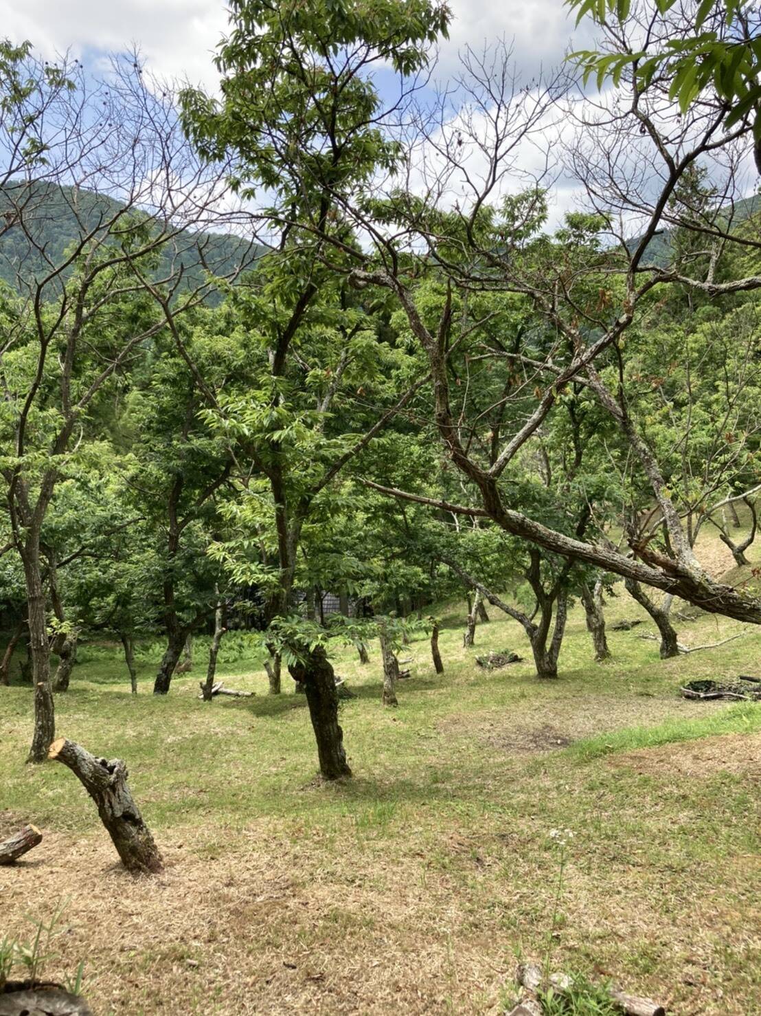 能勢町栗農家 銀まろへのレビュー・商品：大阪府｜食べチョク｜産地