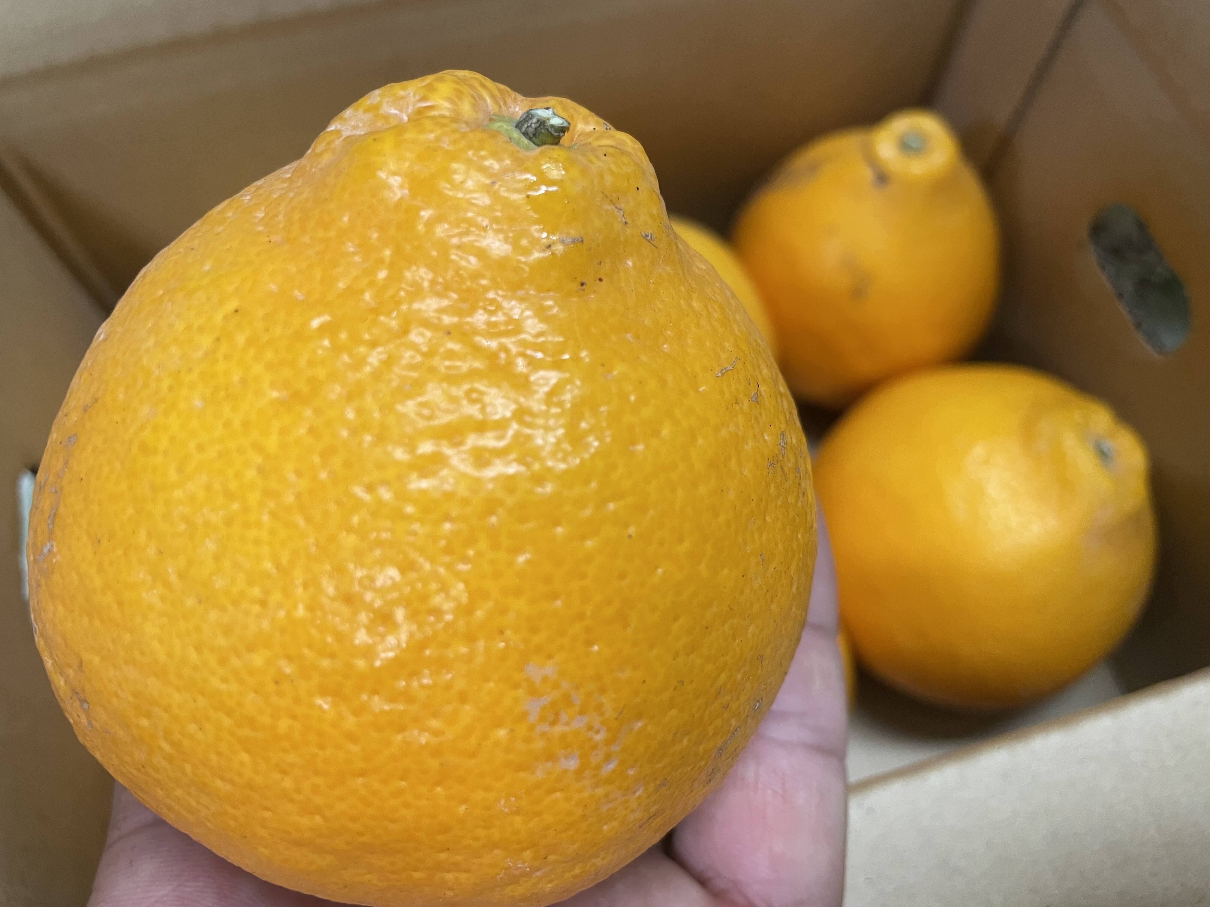 お買い🉐】はるみみかん4.6kg+はるか2.3kg少々キズあり大小まざり