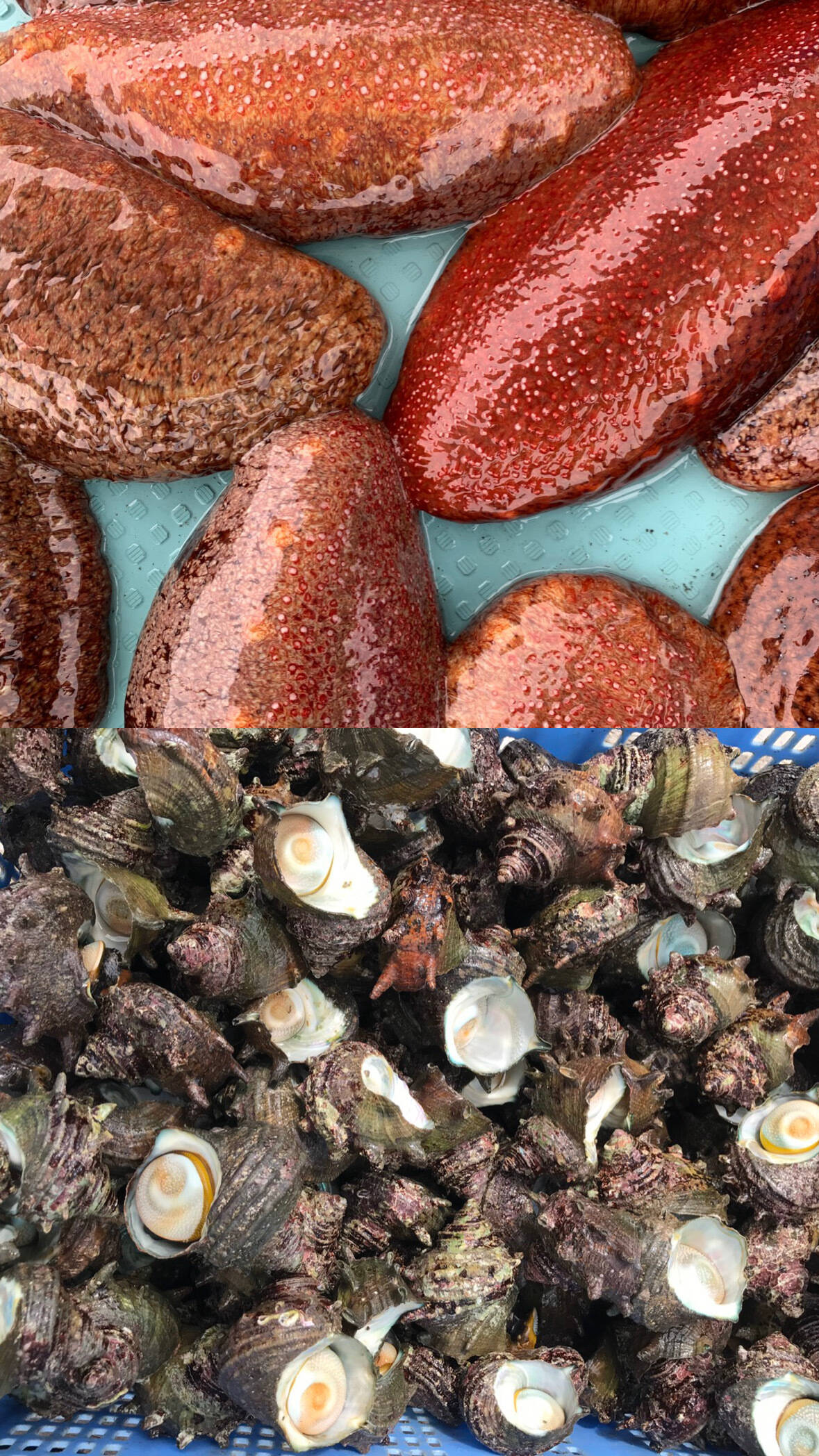 ナマコ 0.5キロ&サザエ1キロ詰め合わせ 天然物！：静岡県産のその他