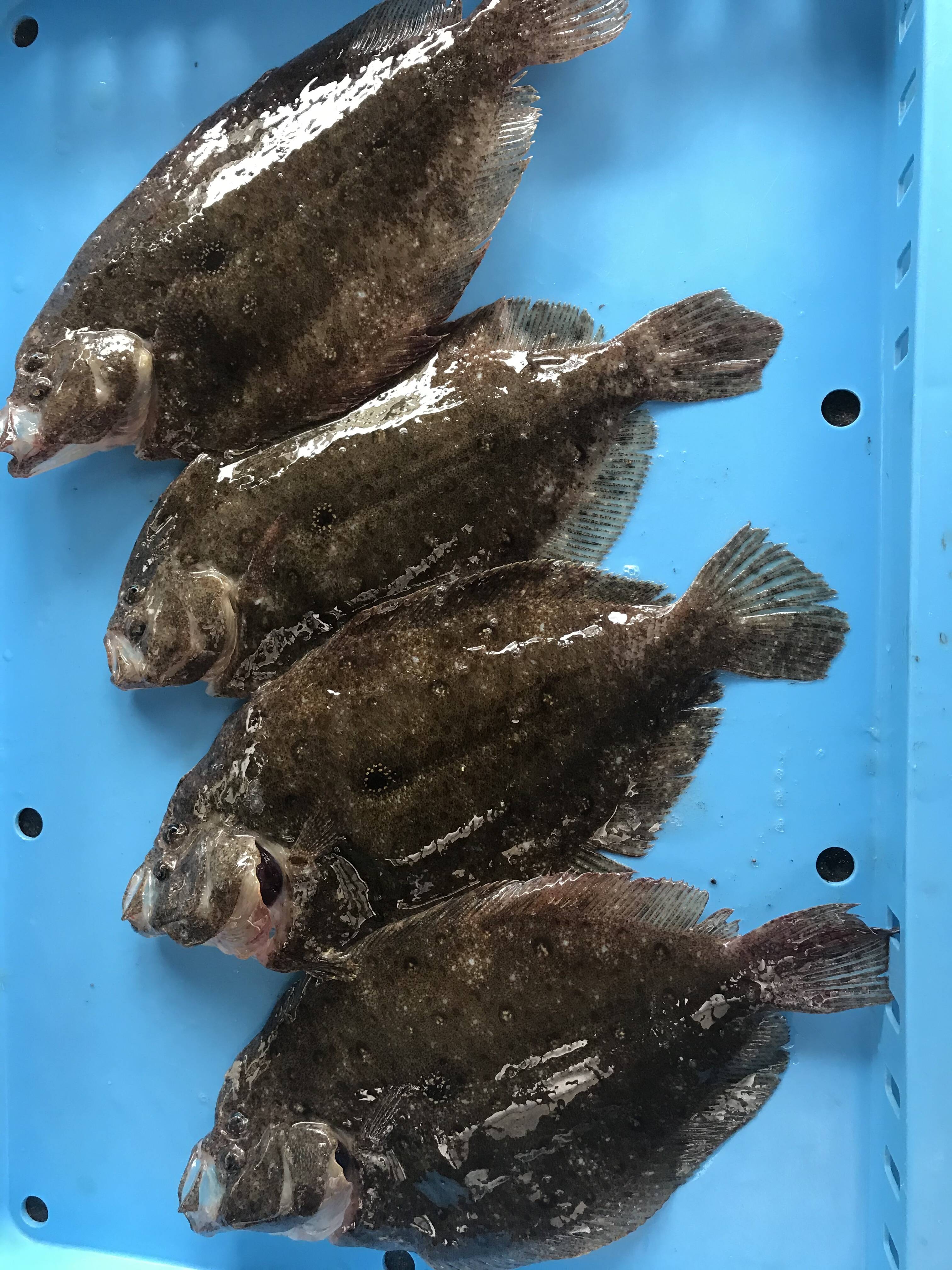 唐揚げが旨い ガンゾウヒラメ 4 6匹入り 千葉県産 食べチョク 農家 漁師の産直ネット通販 旬の食材を生産者直送