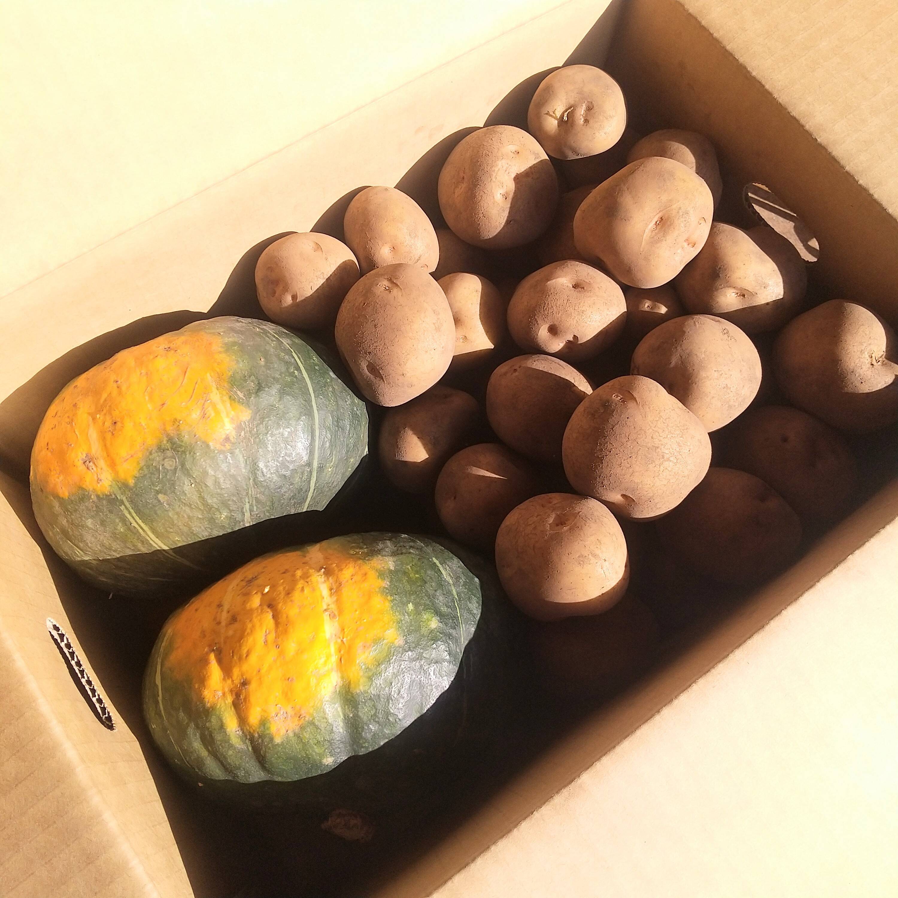 北海道十勝産‼️ ジャガイモ、カボチャ4玉　詰め合わせ　約10キロ