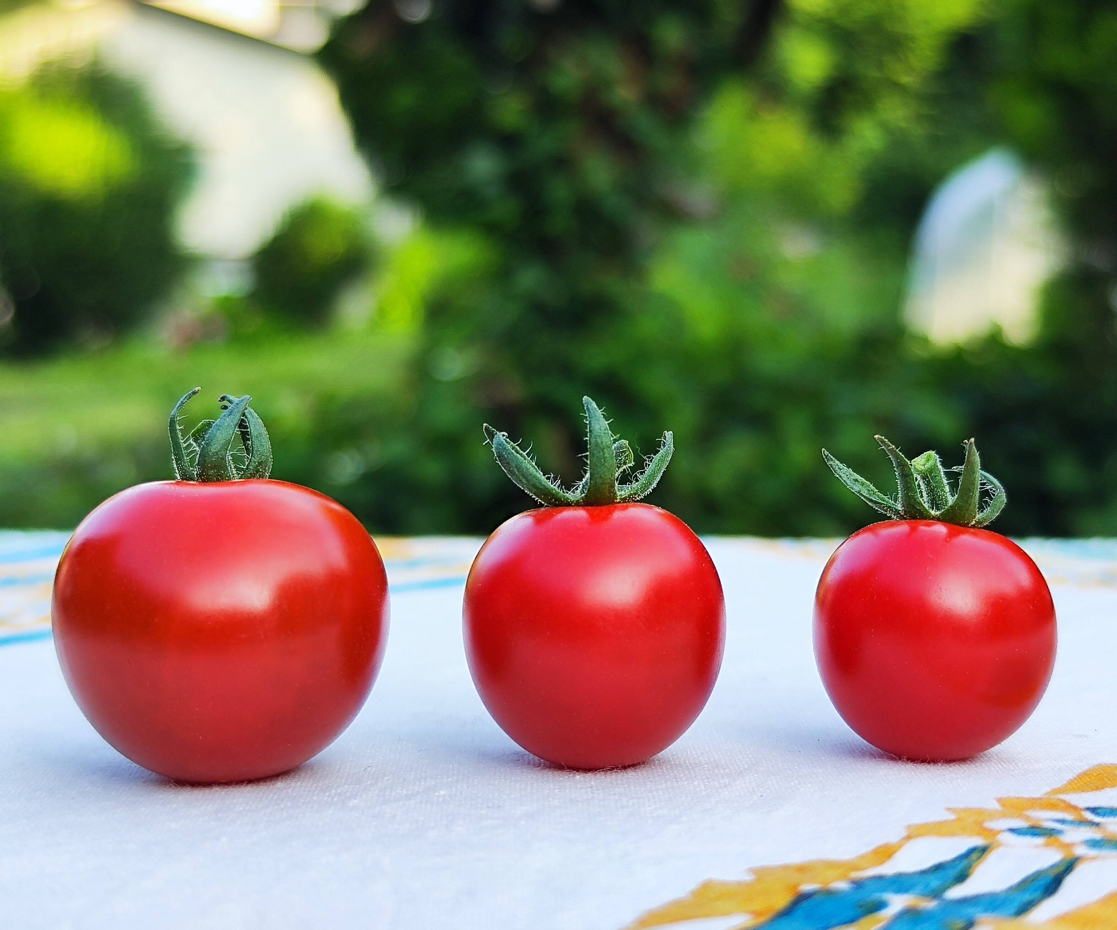 【濃厚ミニトマト　キャロル１０】, トマト味まっさかり！（約1.2kg)