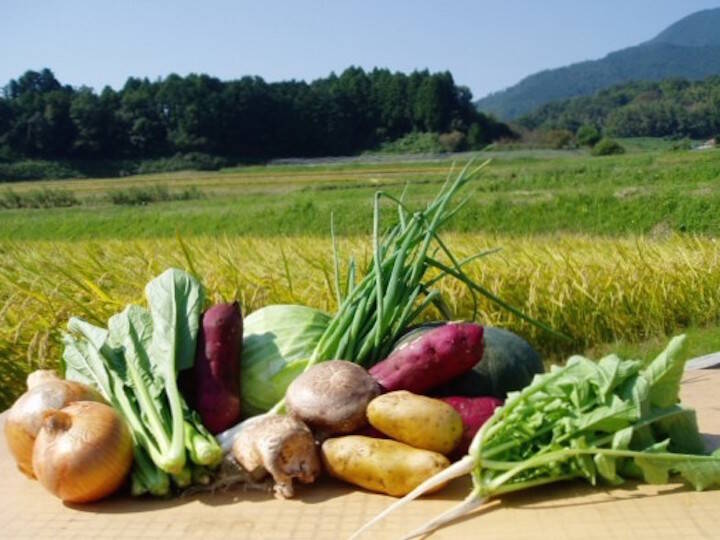 ●商談中●【 新鮮・希少 期間限定 】雪うるい 山菜 2kg送料込み 農家直送 warabitopaku2kg.jpg