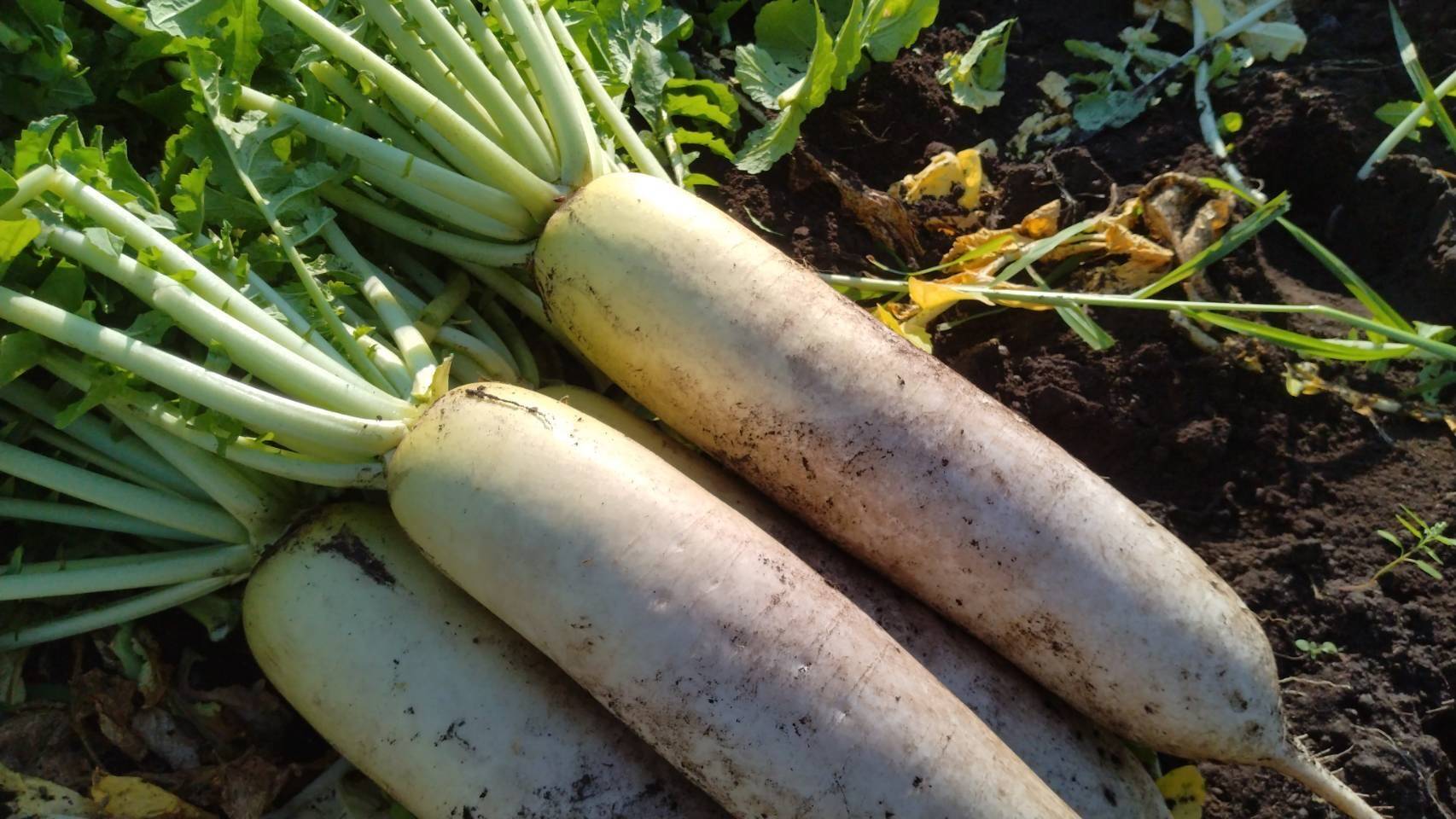 だいこん 甘みと香りが立つ、島原の秋採れだいこん 5本【冬ギフト】大根：長崎県