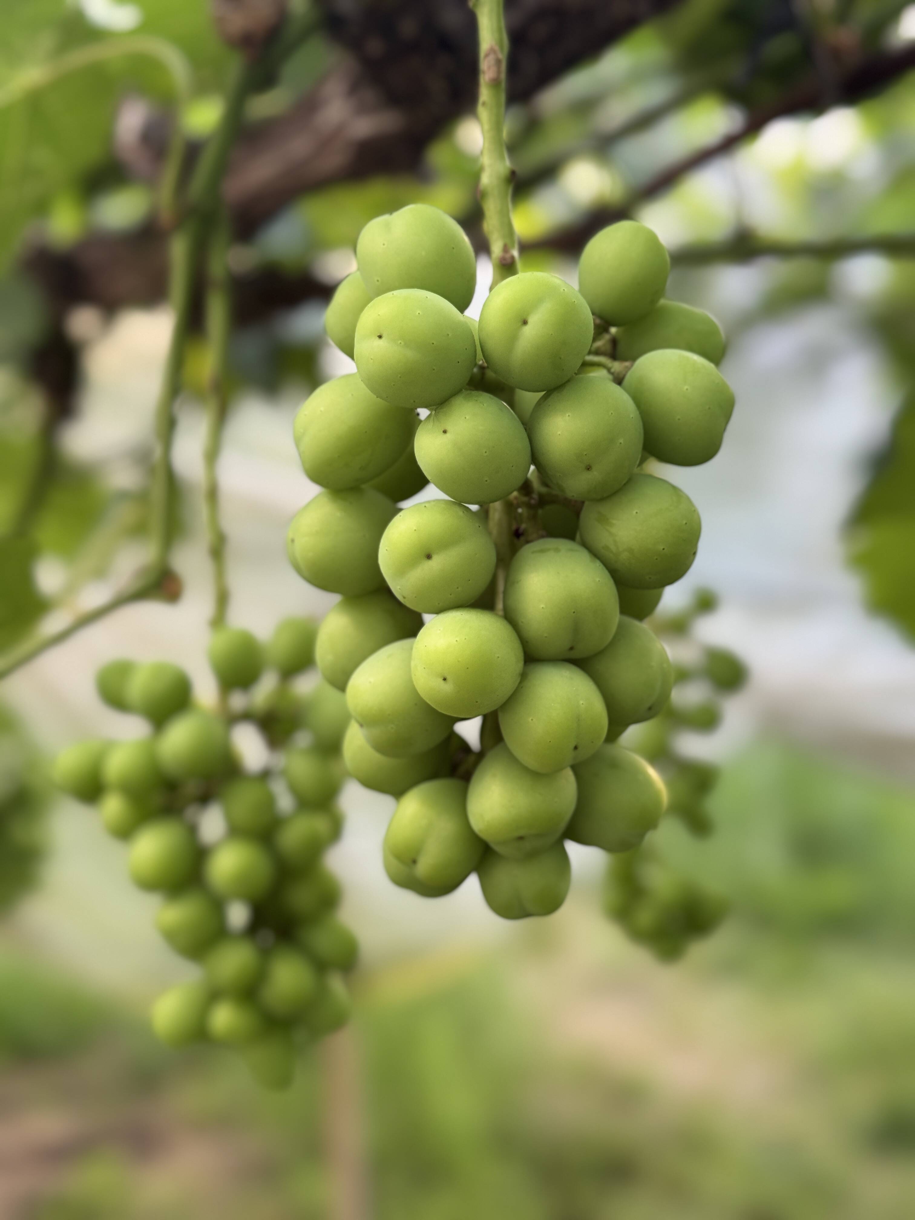 Nini farmの葡萄は今こんな感じです🍇｜食べチョク｜産地直送(産直)お