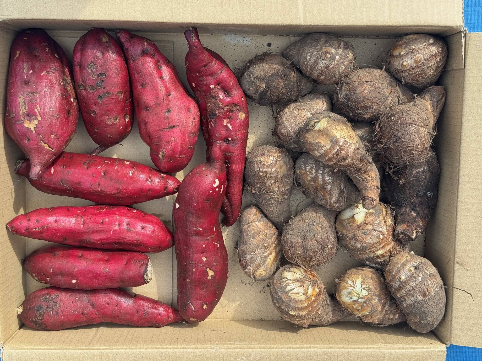♦紅マサリ２０kg農薬化学有機肥料不使用さつまいも 農薬化学肥料不使用】ねっとり甘い！紅はるか さつまいも 1ヶ月