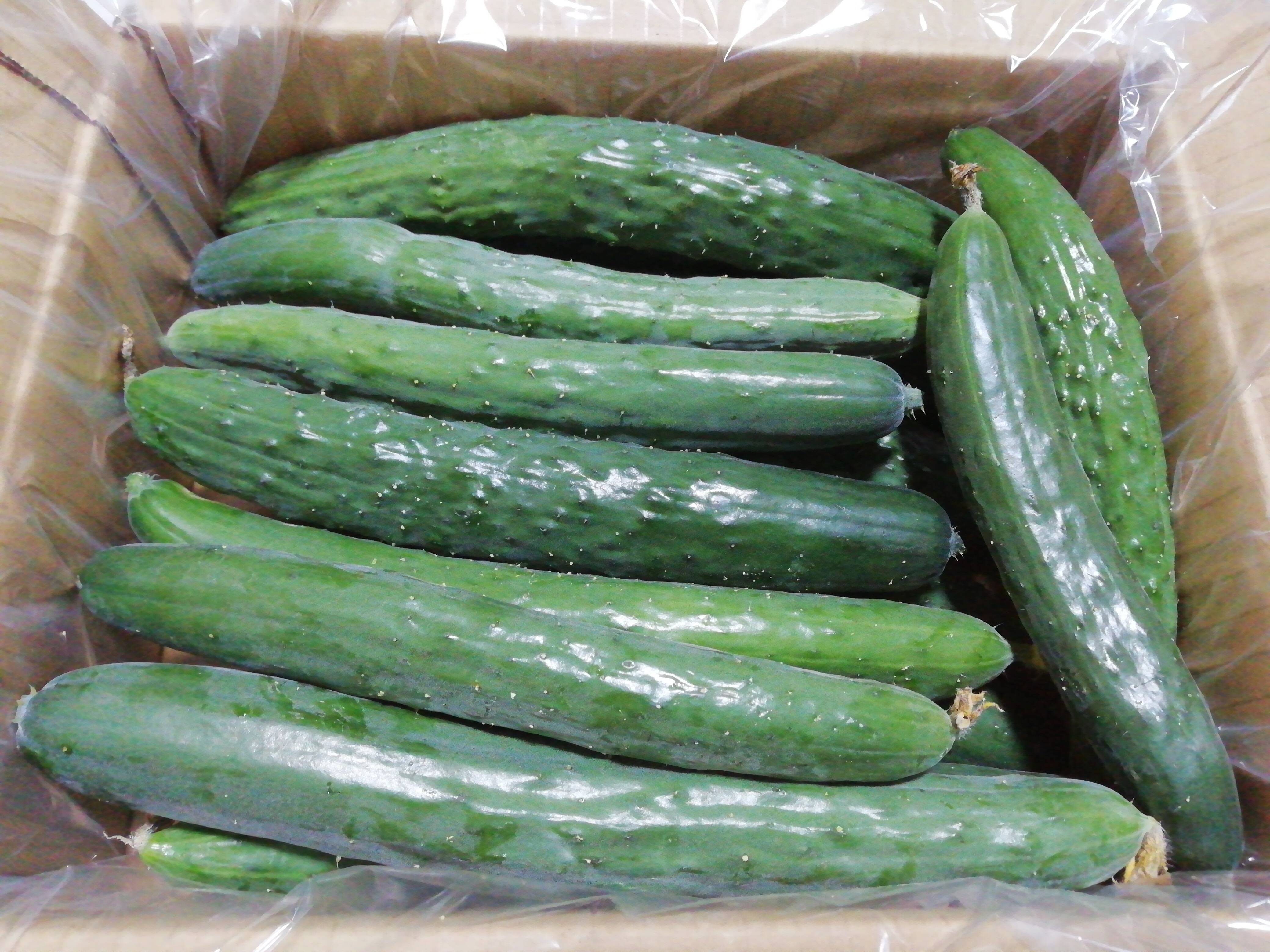 キュウリ 朝取れ お買得品 5kg 宮崎県産 - 野菜