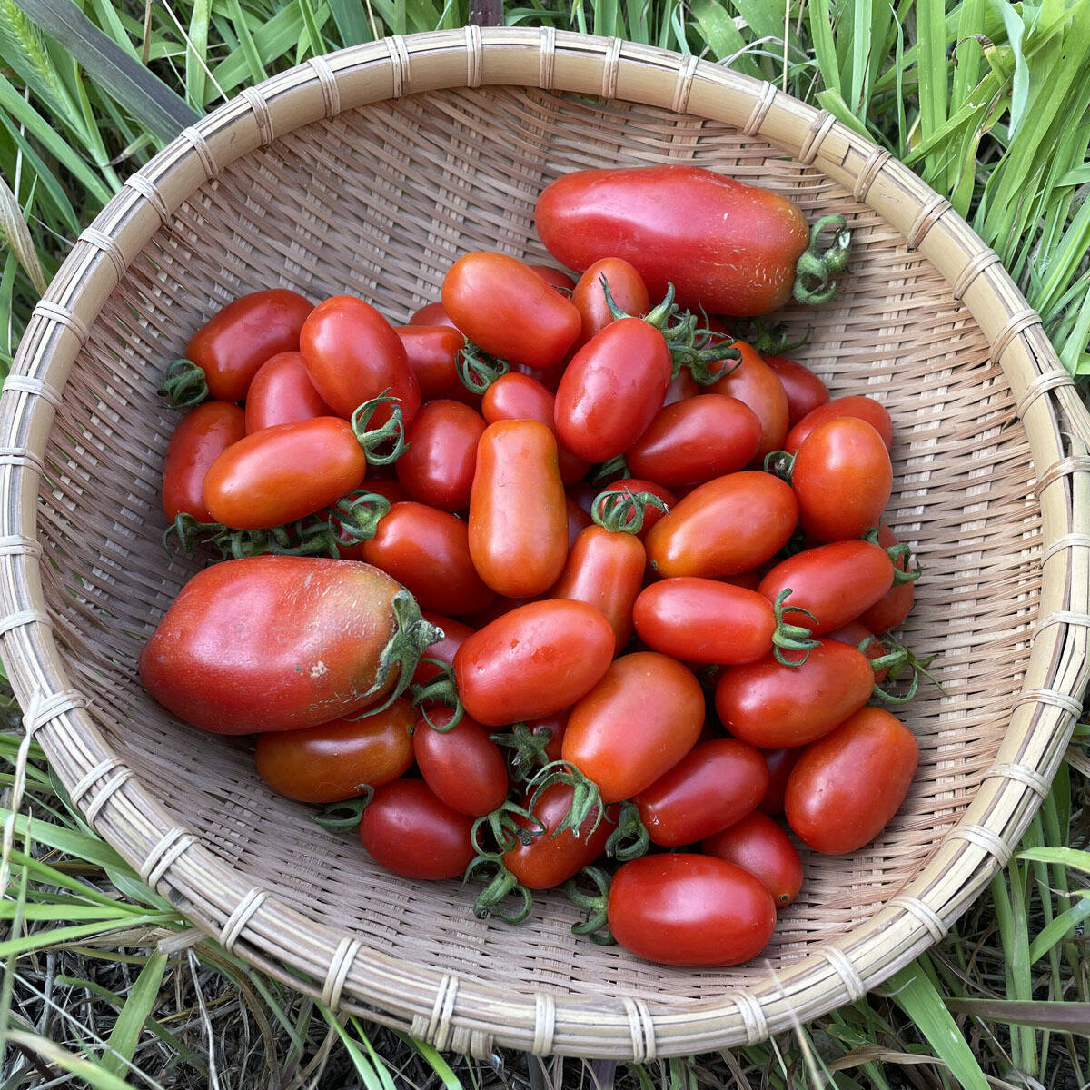 熟成紅はるか 焼き芋 箱込み 1kg さつまいも 好きに447