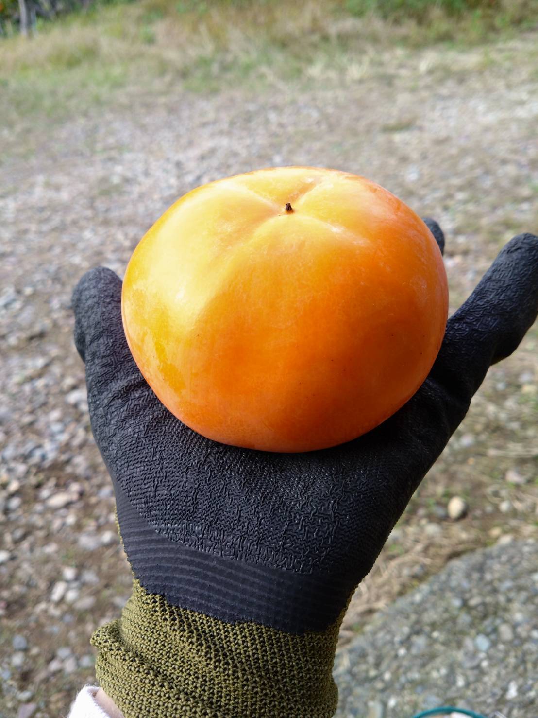 c87628102569e1b448cf7492d54240