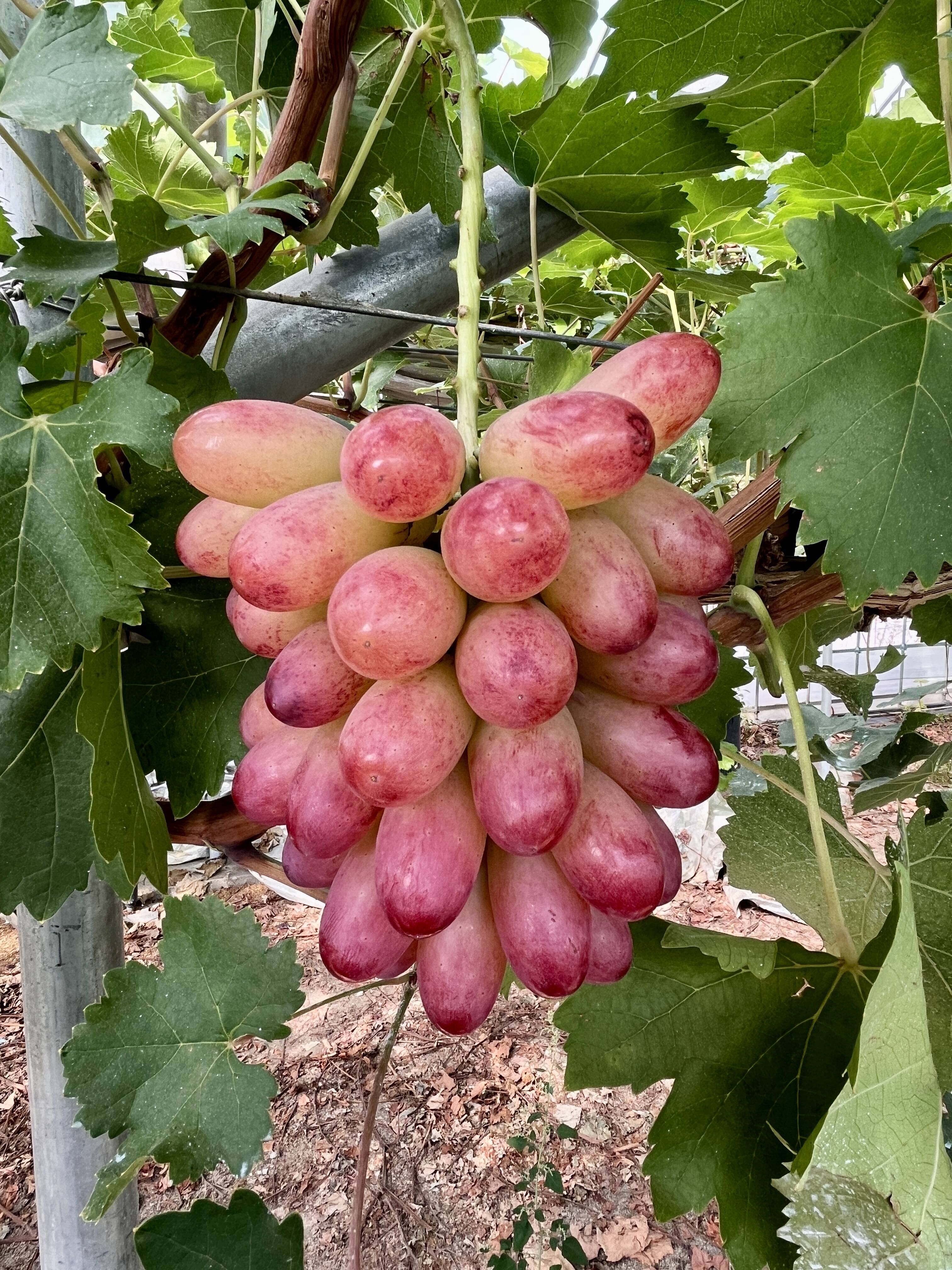 超希少品種 ぶどう マニキュアフィンガー 、マスカットノアールとセット宅急便 希少品種】【マニキュアフィンガー】1房 450g以上！ 贈答