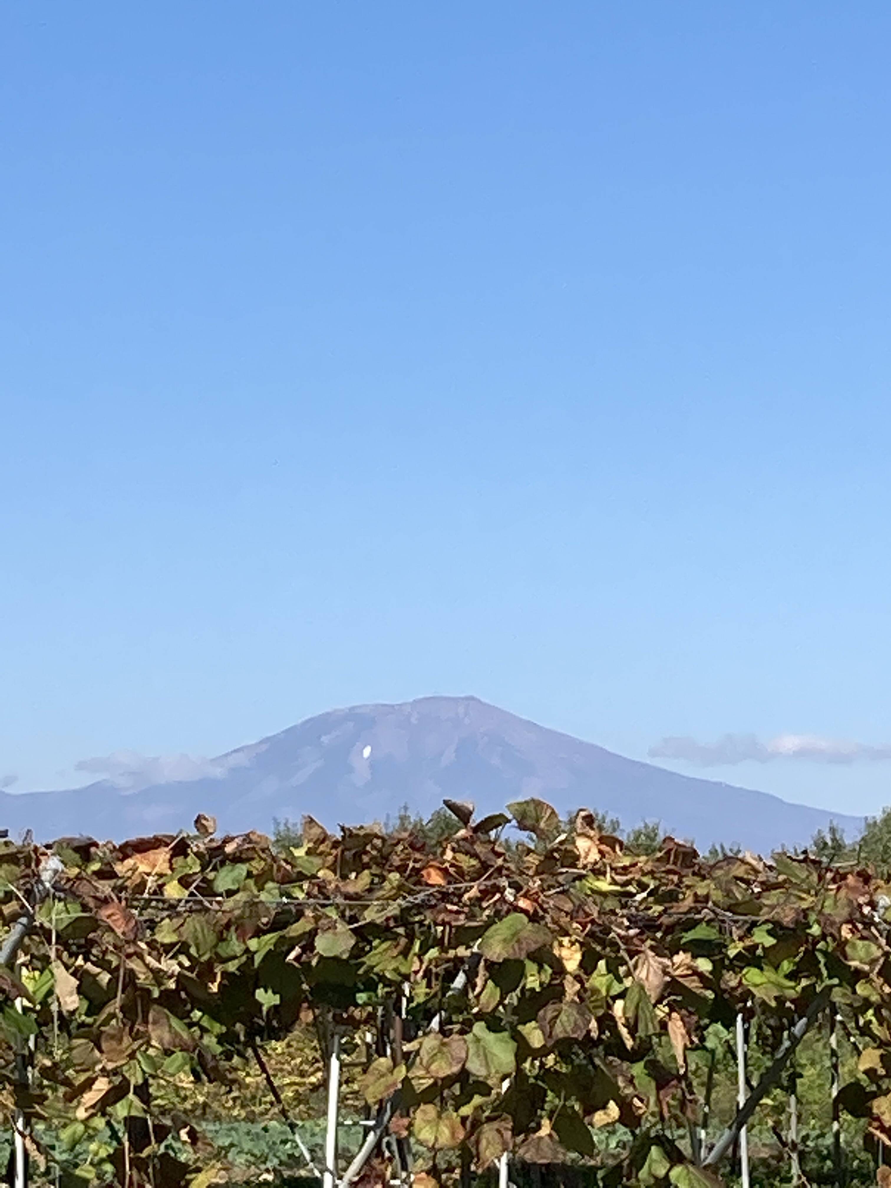 山形六花園へのレビュー・商品：山形県｜食べチョク｜産地直送(産直)お