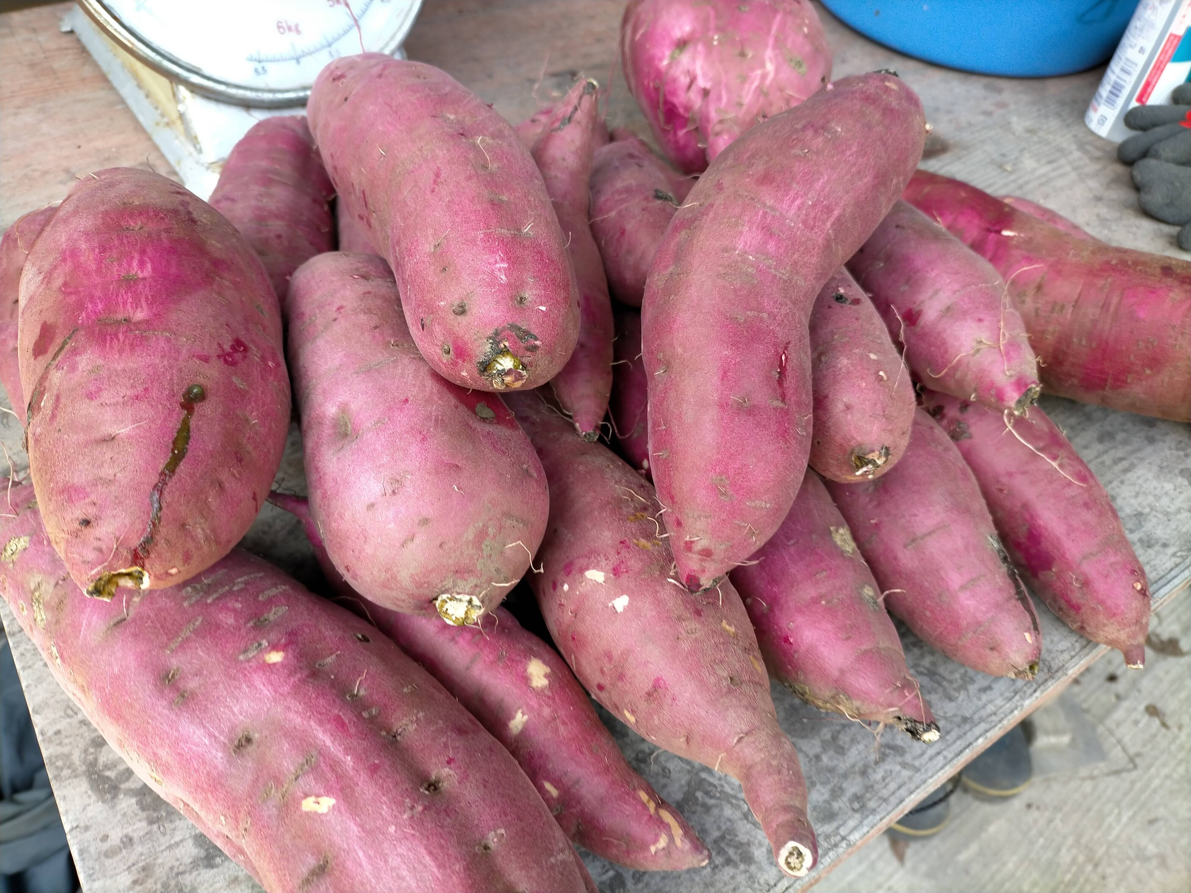 石巻産 不揃いサツマイモ9kg 紅はるか 宮城県産 食べチョク 農家 漁師の産直ネット通販 旬の食材を生産者直送