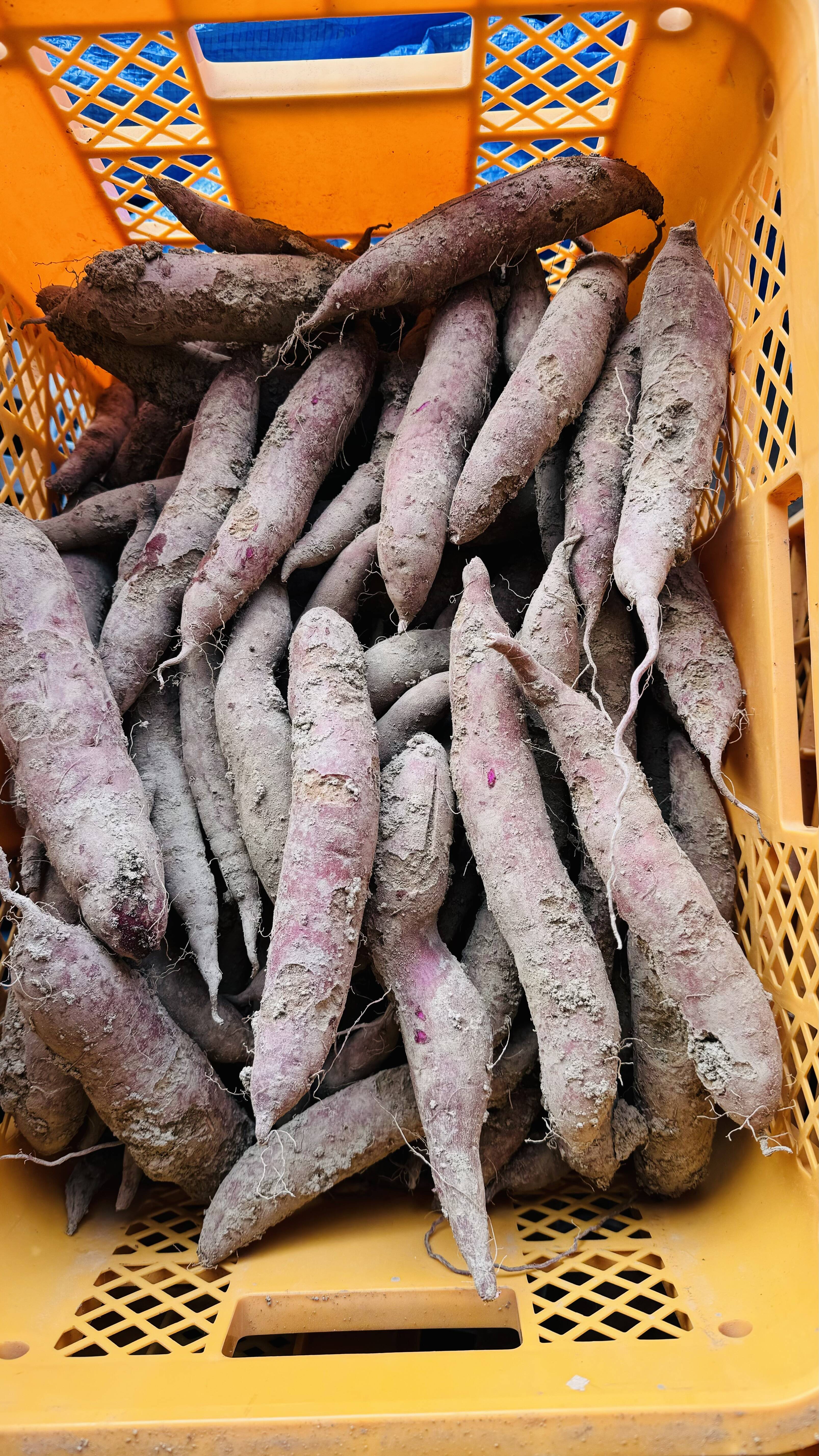 訳あり 小、中ｻｲｽﾞふくむらさき 10kg 農薬、化学肥料不使用：山形県産