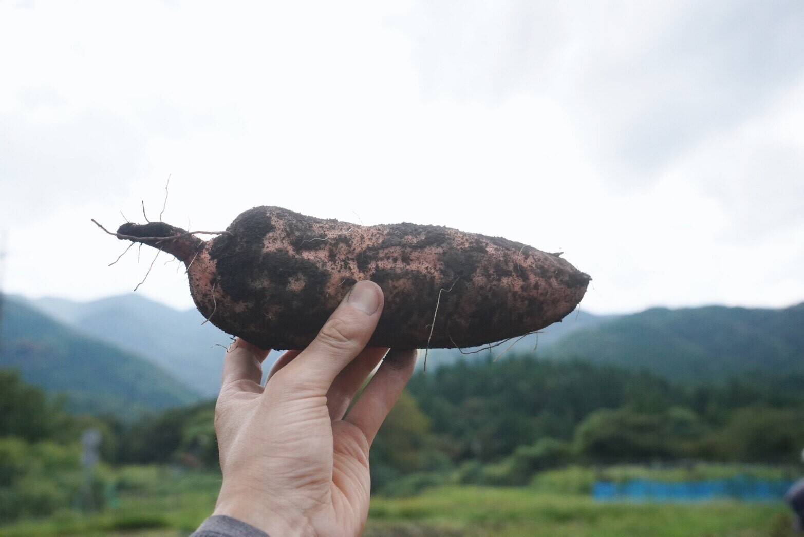 火山の麓で育ちました】安納芋7kg(箱入) 10月以降～発送予定