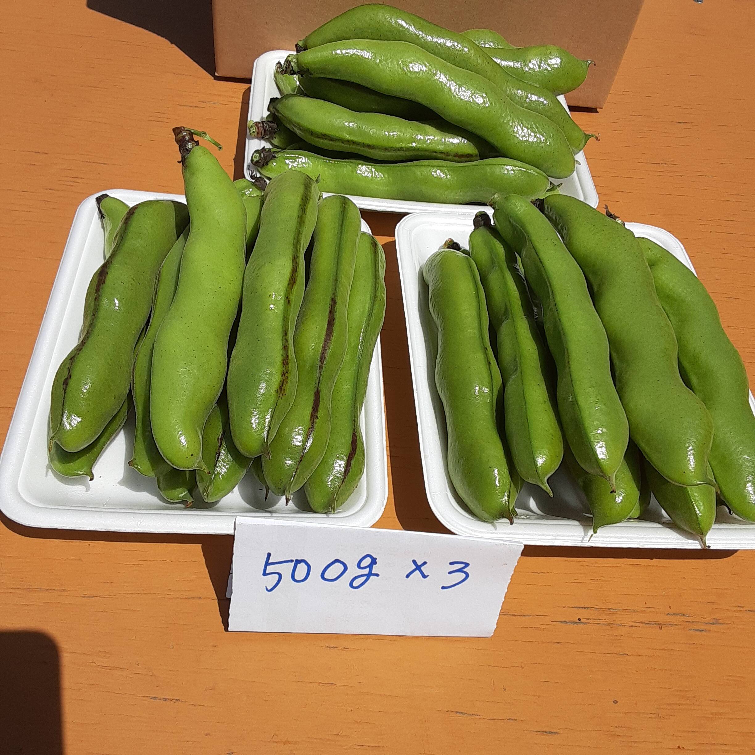 大粒で甘味があって美味しい！かまちゃん農園の「一寸そら豆」(2kg