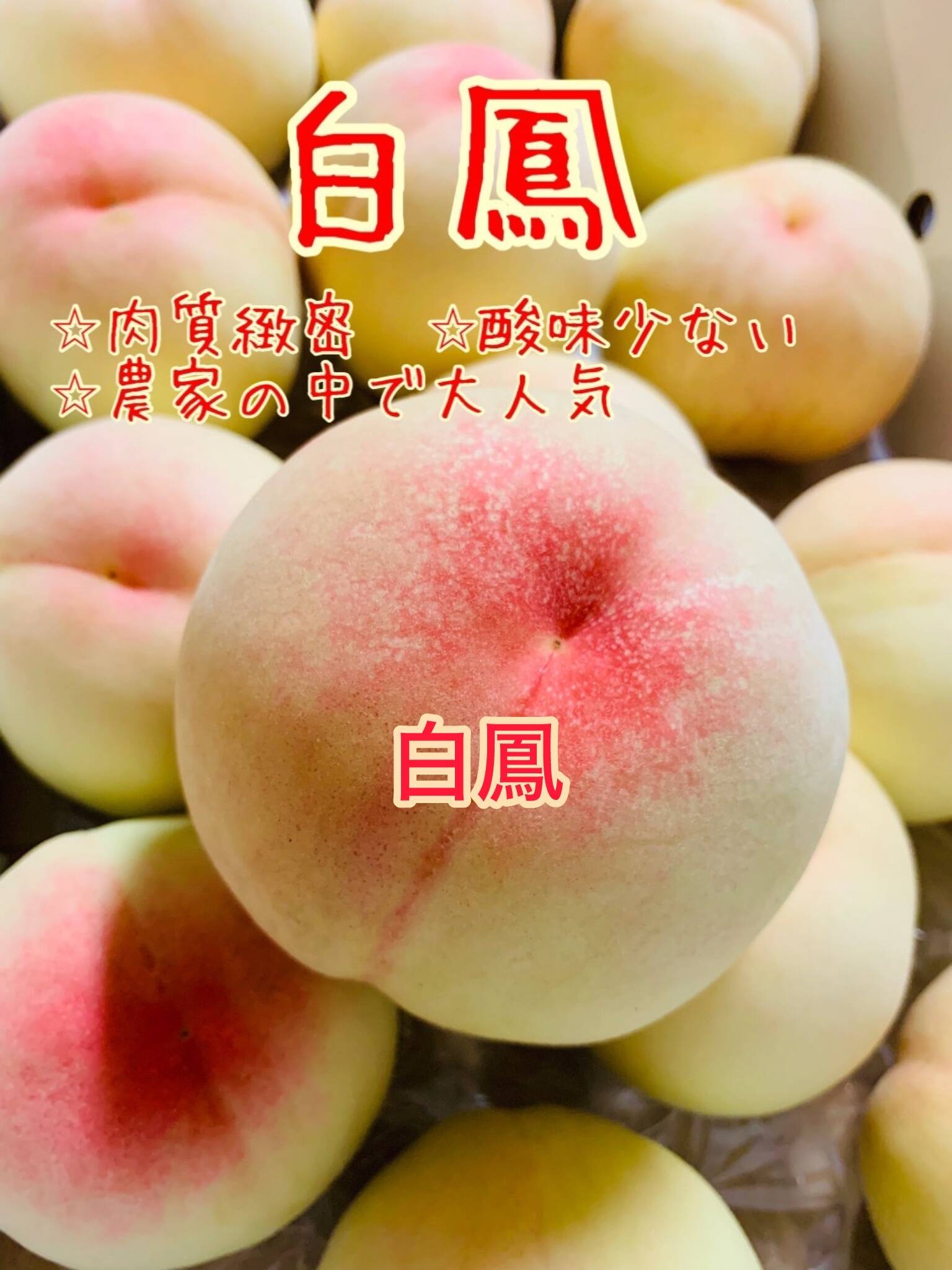 家庭用】岡山こだわり白桃【定番！人気！オリジナル！どっちらかの品種