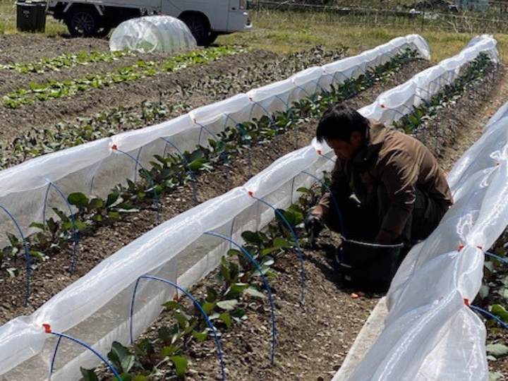 Shiso_veggie MAKANAへのレビュー・商品：兵庫県｜食べチョク｜産地