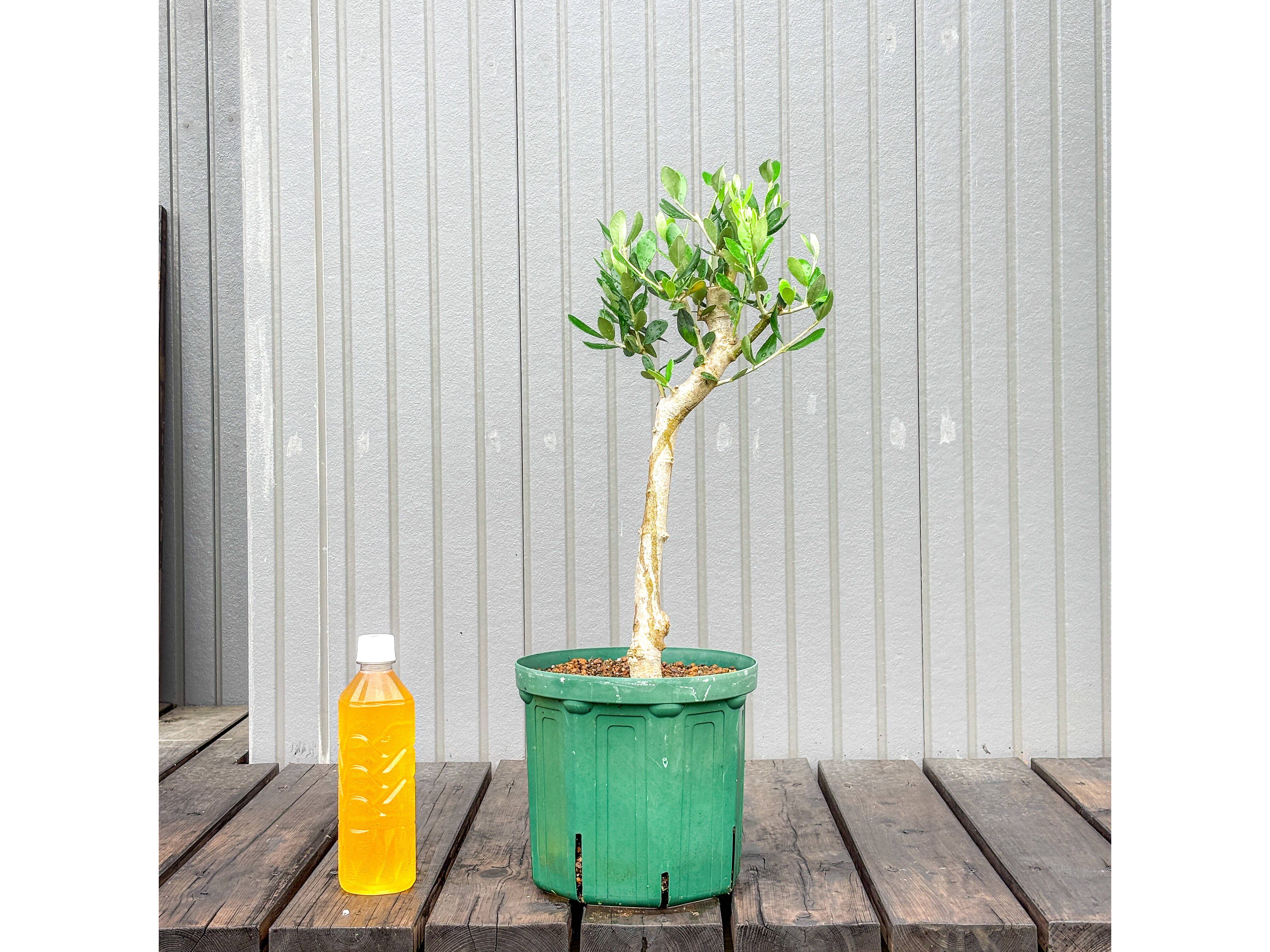 オリーブ 鉢植え タジャスカ｜育てやすい シンボルツリー・盆栽にも