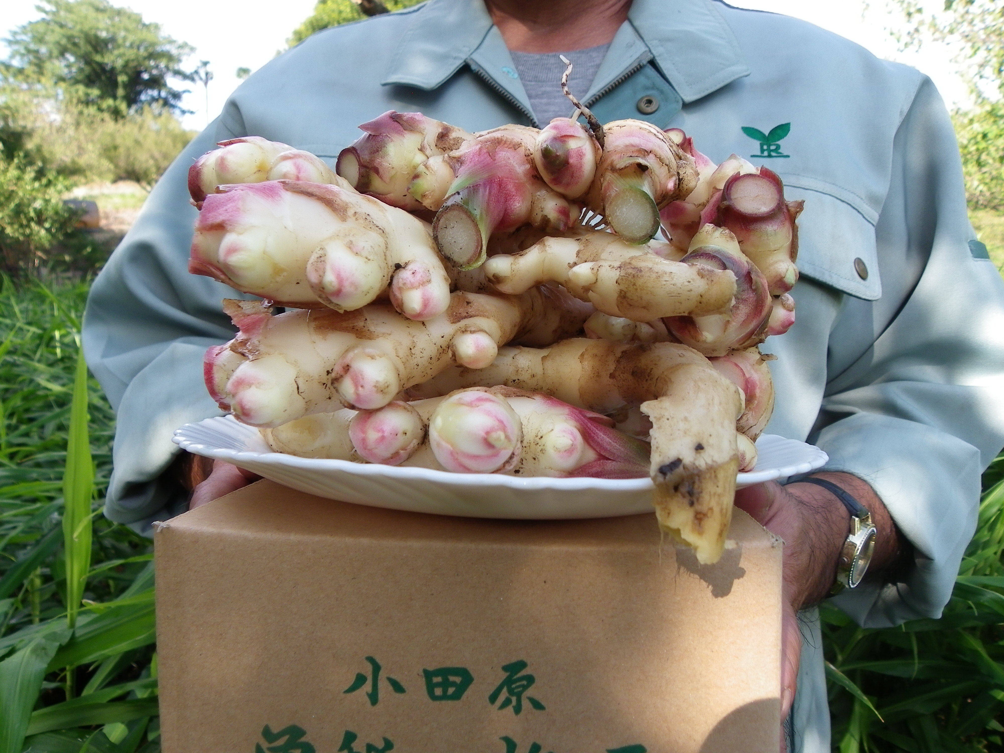 生で食べてみて！☆土付き新生姜 3kg 20年間以上害虫駆除の薬品、除草