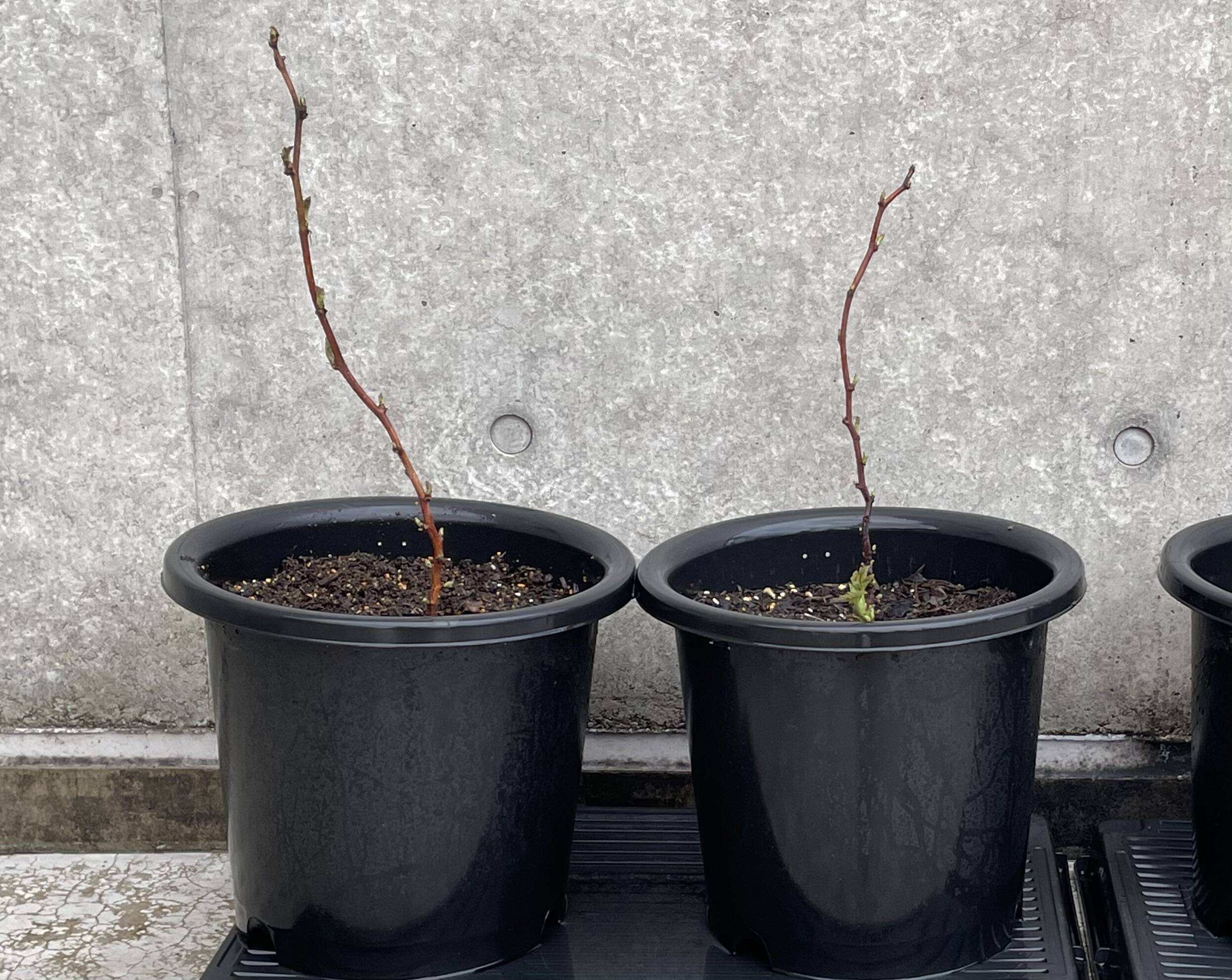 当ファームで栽培しているラズベリーです【ラズベリー鉢植え】【観賞用