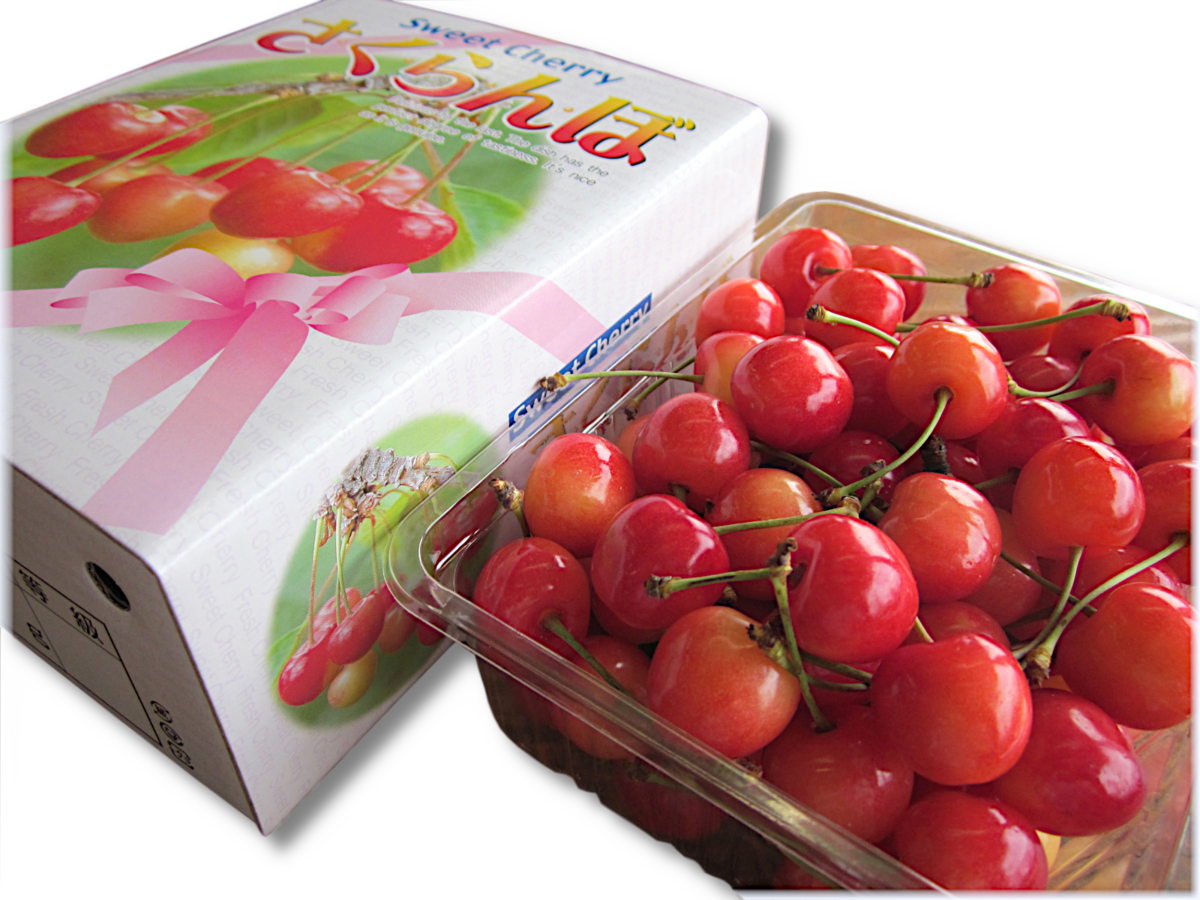 🍒早期予約🍒 】【 さくらんぼ:佐藤錦 】山形県天童産 500g 【 肉厚