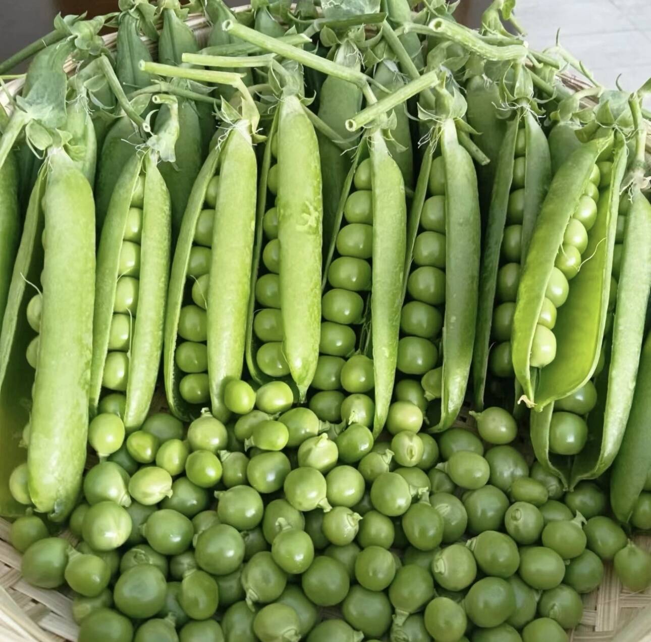 【中島】スナップ5kg＋グリーンピース3kg（同梱・4/2着） グリーンピース | 果菜類 | 商品情報 | イズックス株式会社