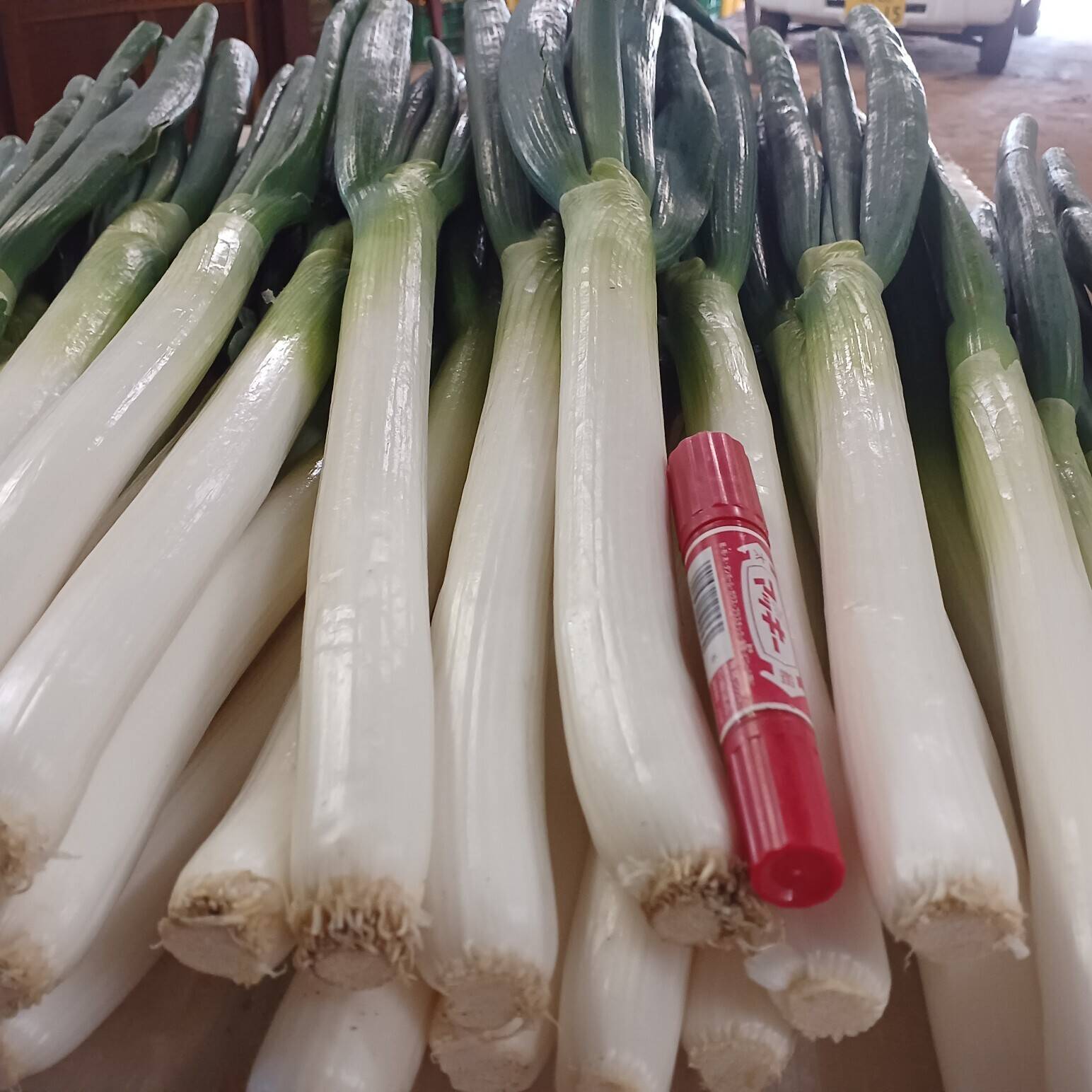 福袋】7,480円→5,480円 2,000円OFF＋3kg増量🚨皮むき白ネギ極太2L/3L