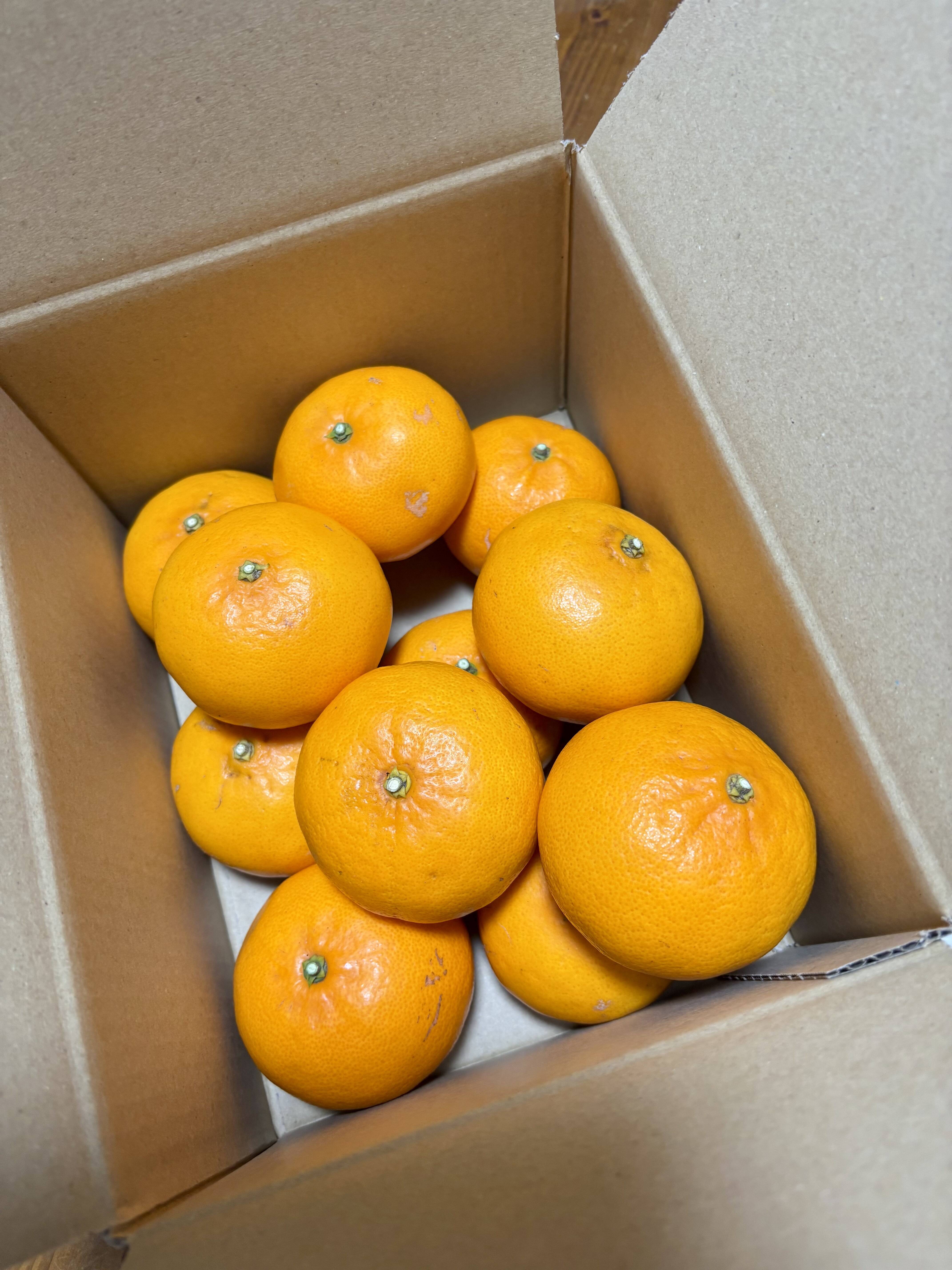 【馬子】小玉せとか9Kg　同梱発送 せとか〈小玉〉約3kg ※順次発送中～：愛媛県産のみかん・柑橘類｜食べ