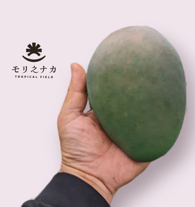 贈答用】【先行予約】幻のキーツマンゴー 極大1玉 1kg以上：沖縄県産の