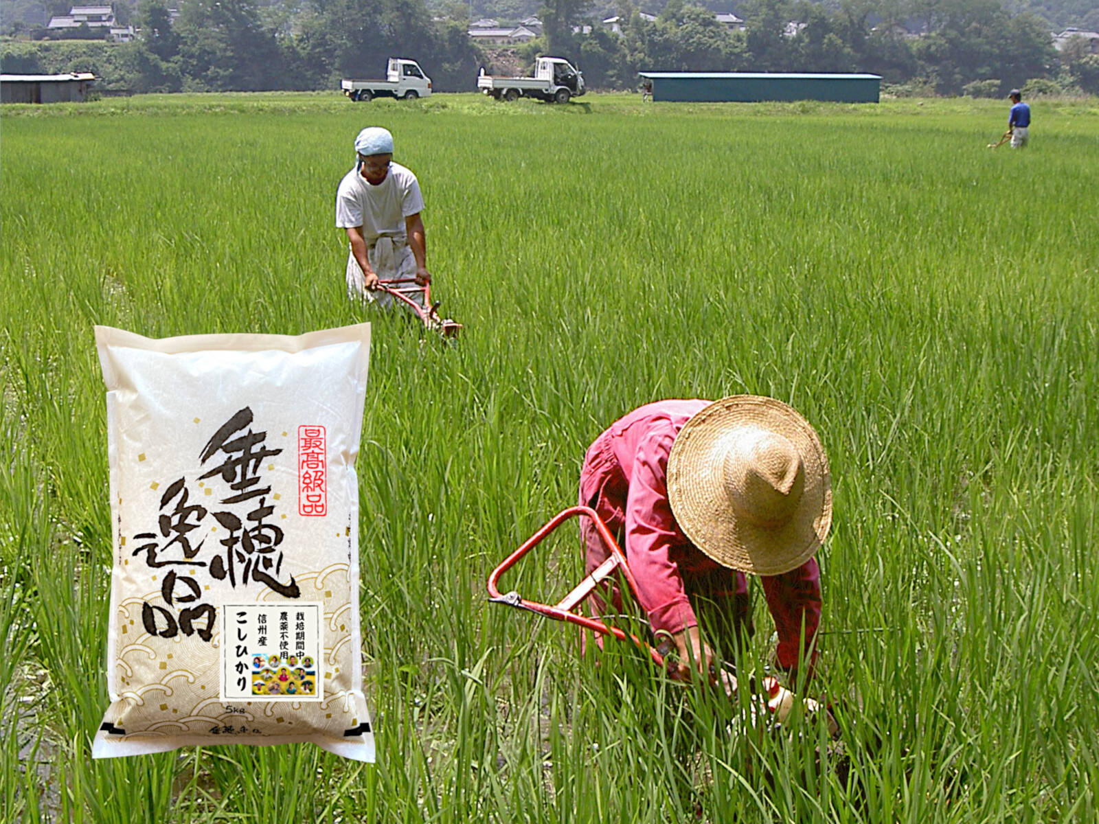 令和5年産【白米5kg】 信州産 農薬不使用米 こしひかり 《受注精米