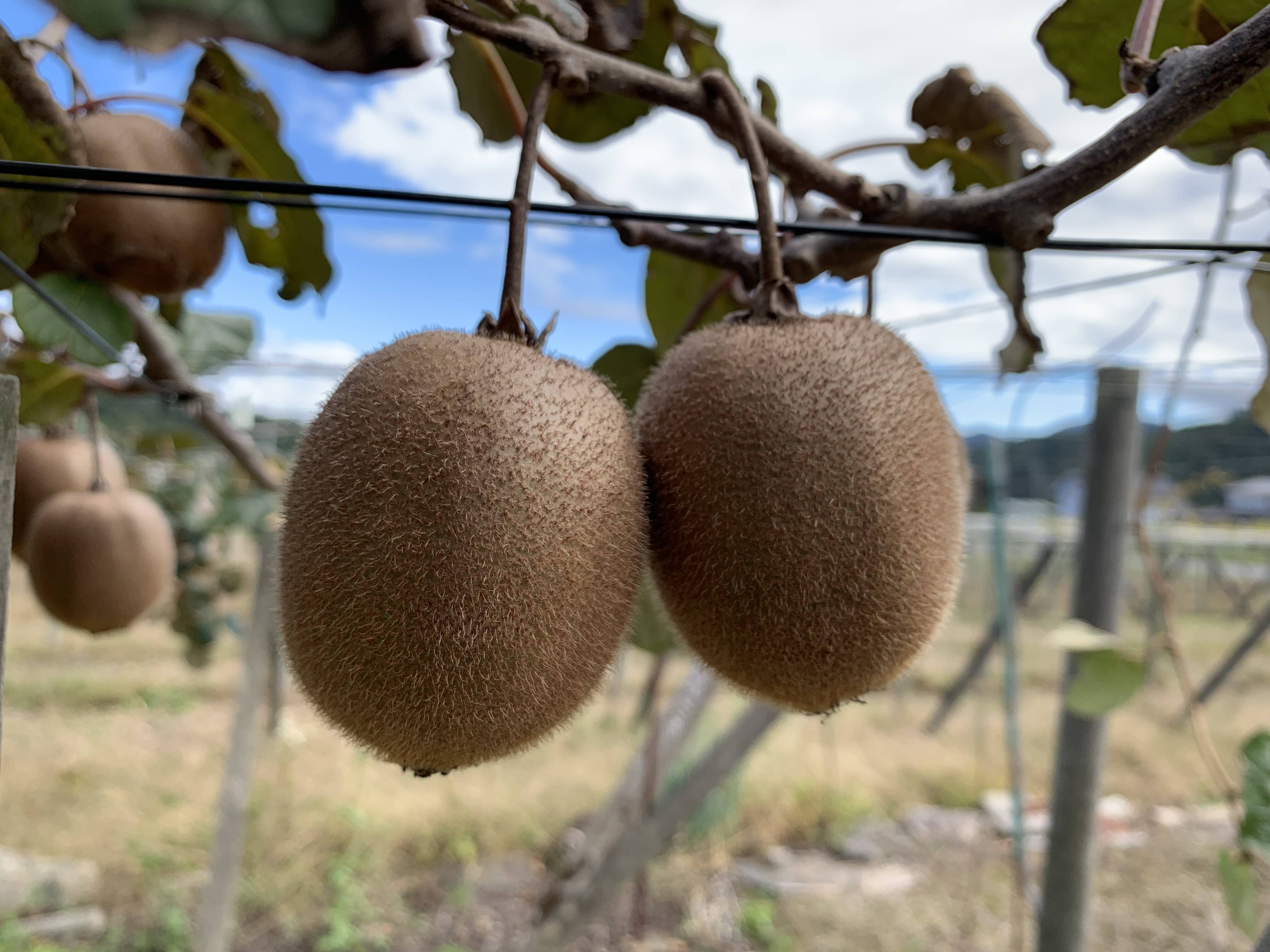 農薬不使用キウイフルーツLサイズ 18個 (約2kg)：山梨県産のヘイワード 
