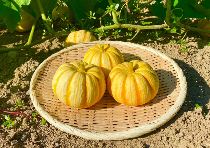 🍴 Eating choku ｜ ★ It looks cute and tastes delicious! ★Palm-sized Puccini pumpkins (3 balls) [No chemical pesticides or fertilizers] …