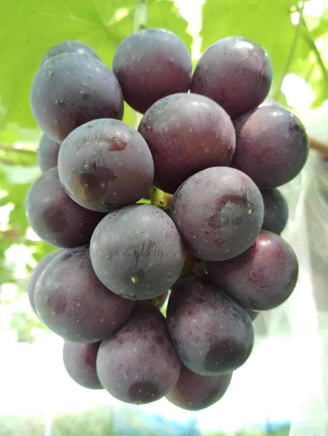 ナガノパープル5kg 詰み落とし訳ありバラ粒【冷蔵発送】2026-04 ナガノパープル 訳あり 1キロ(500g×2) 【バラ粒】：山形県産のナガノ