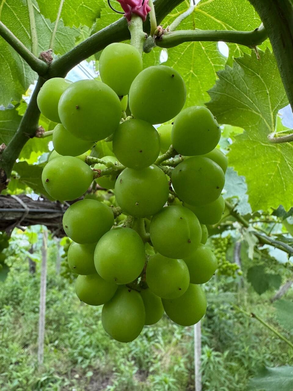 葡萄好き園主が1番好きな品種！🧑‍🌾オーロラブラック🍇｜食べチョク
