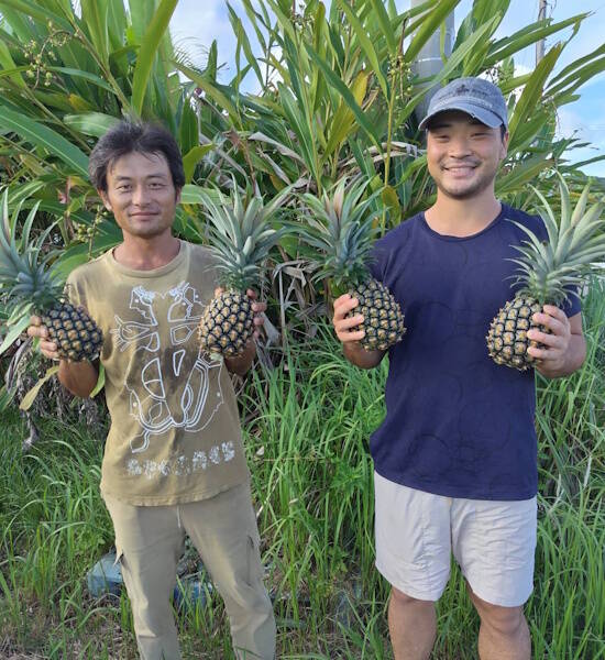 今が旬！西表島の完熟ピーチパイン(6kg・5-8玉入)：沖縄県産のピーチ