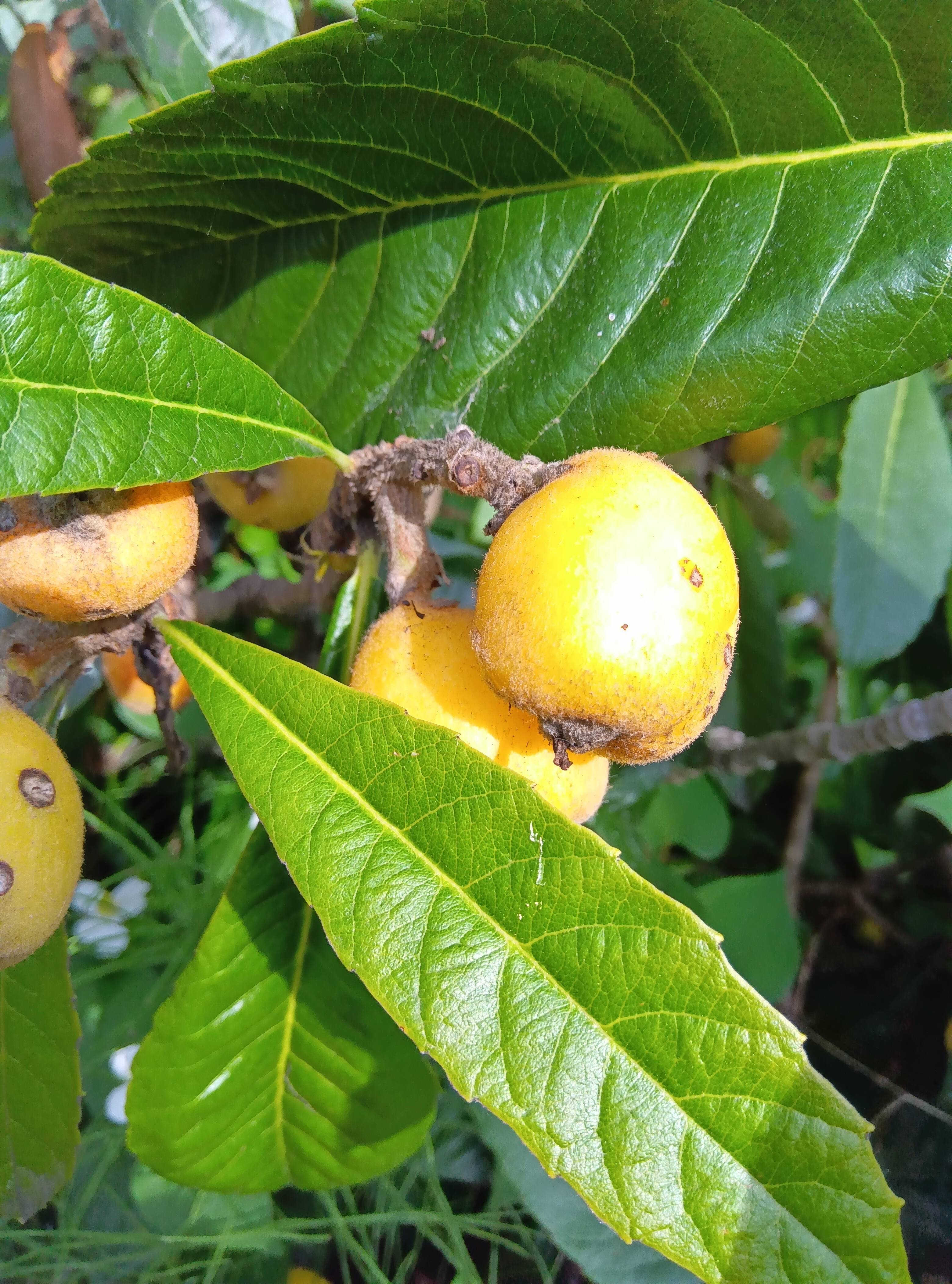 枇杷 肥料農薬除草剤不使用：和歌山県産の果物｜食べチョク｜産地直送